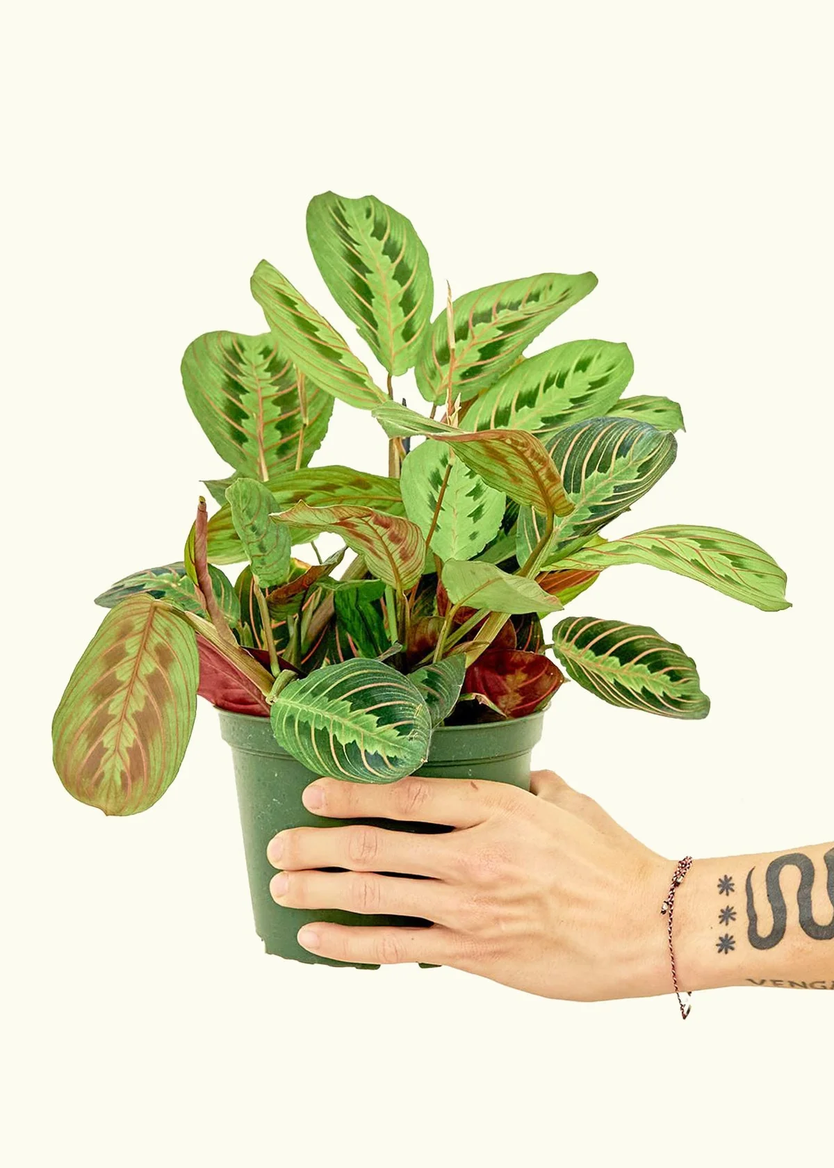 Red Prayer Plant - Image 9