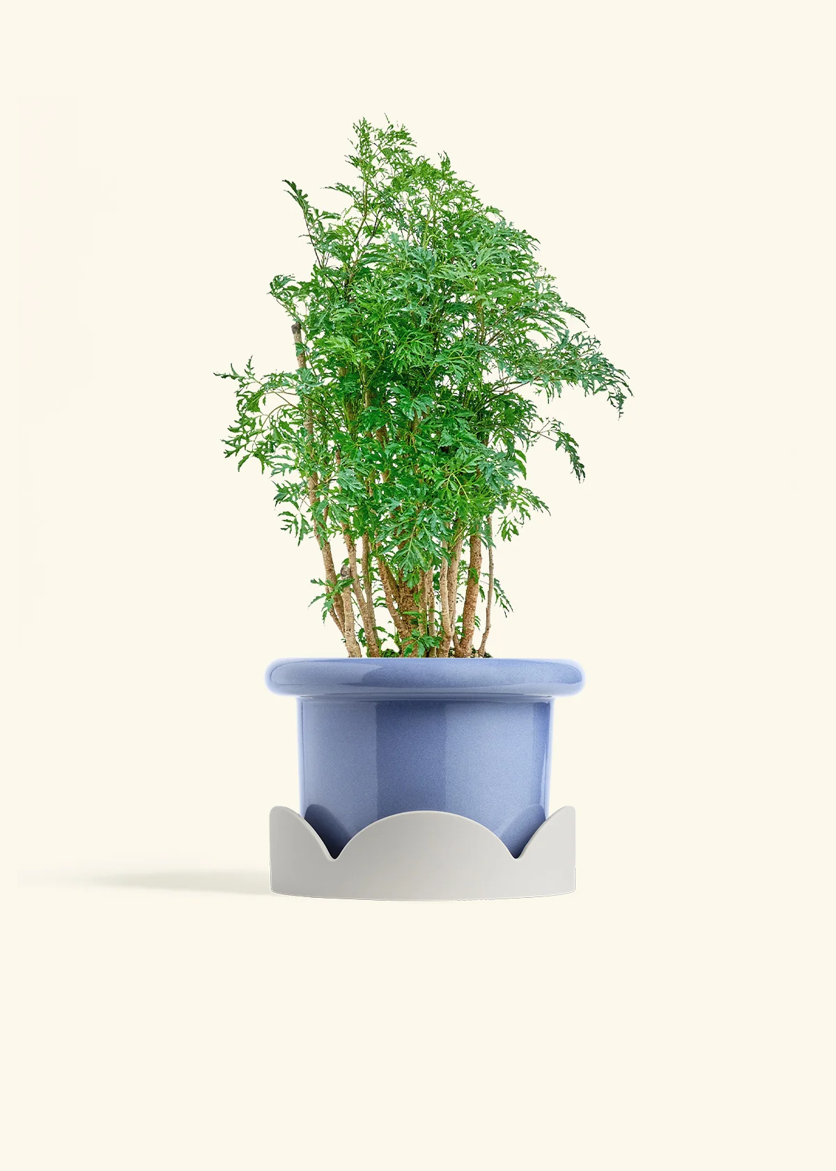 Ming Aralia - Image 10