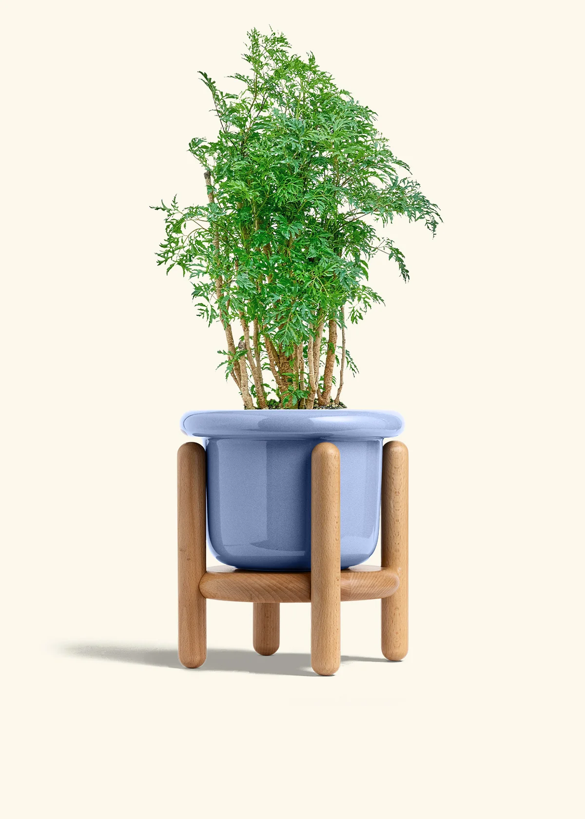 Ming Aralia - Image 11