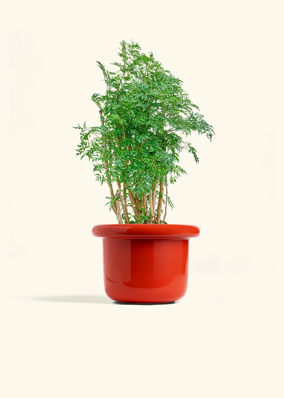 Ming Aralia - Image 12