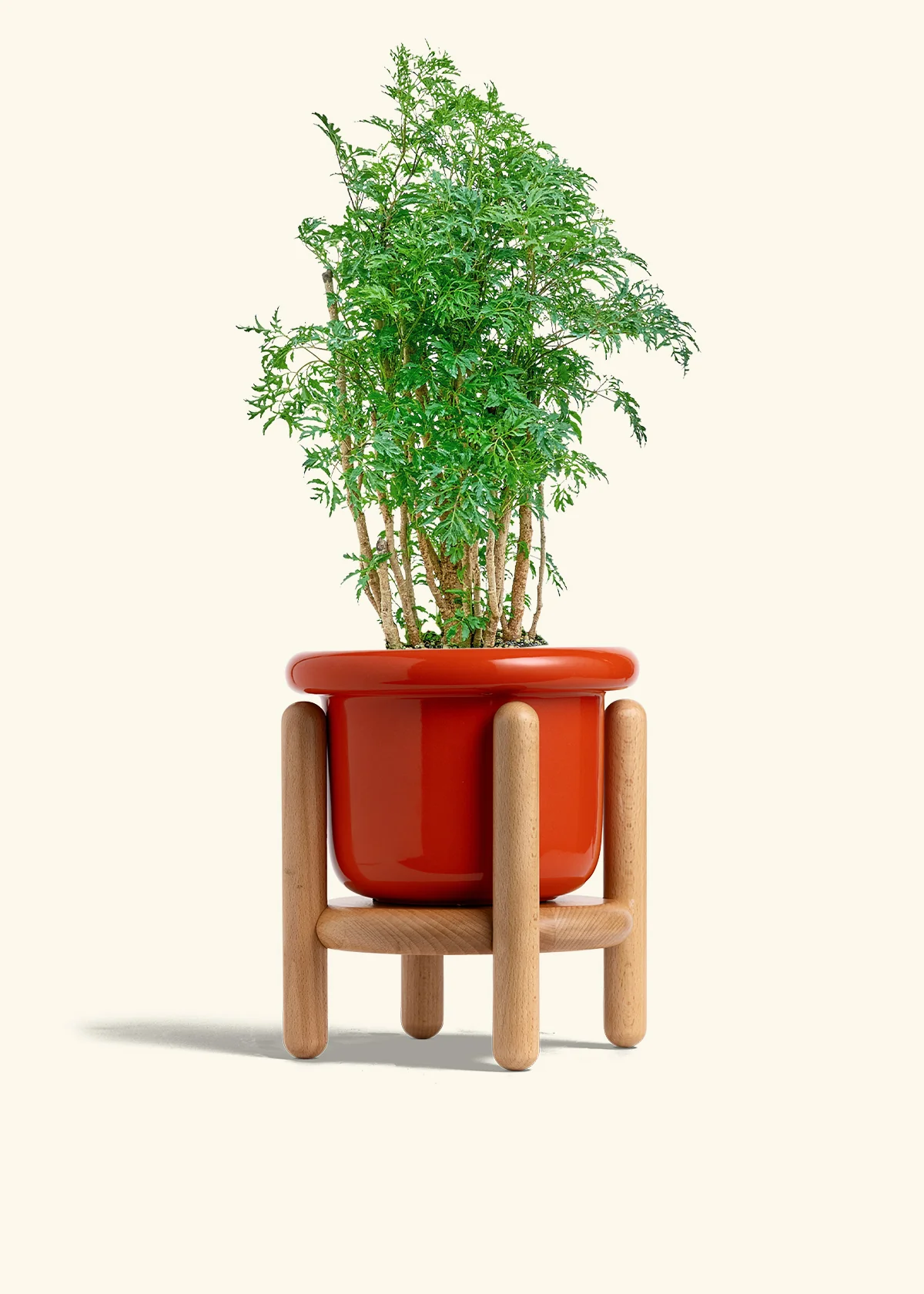 Ming Aralia - Image 15