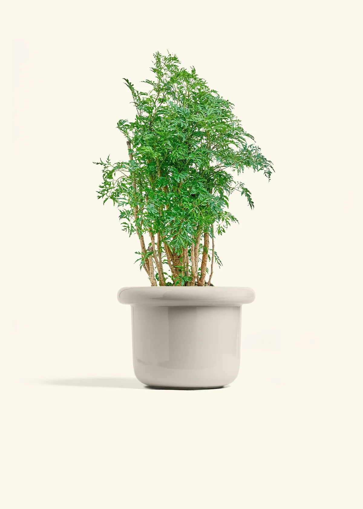 Ming Aralia - Image 16