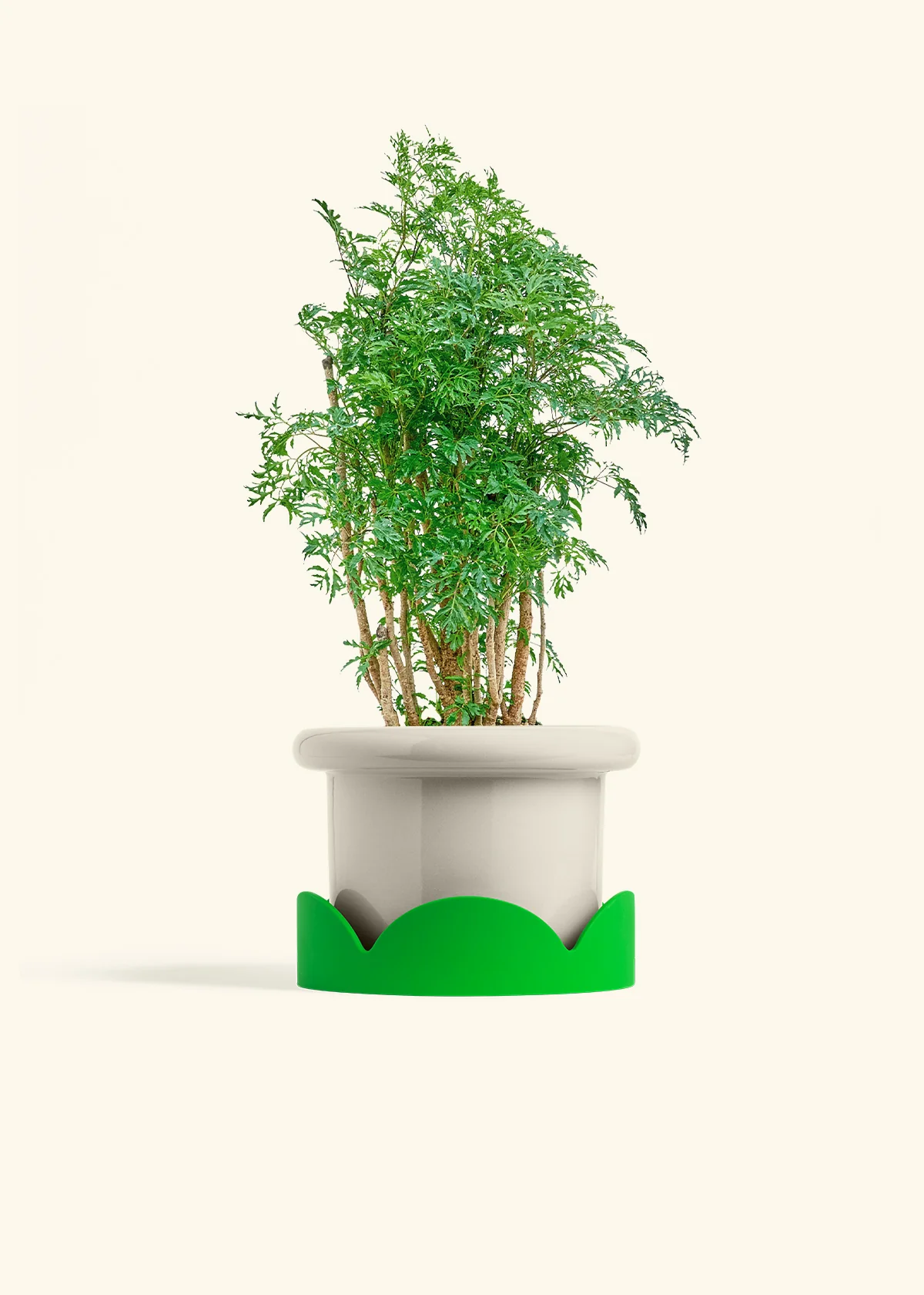 Ming Aralia - Image 17