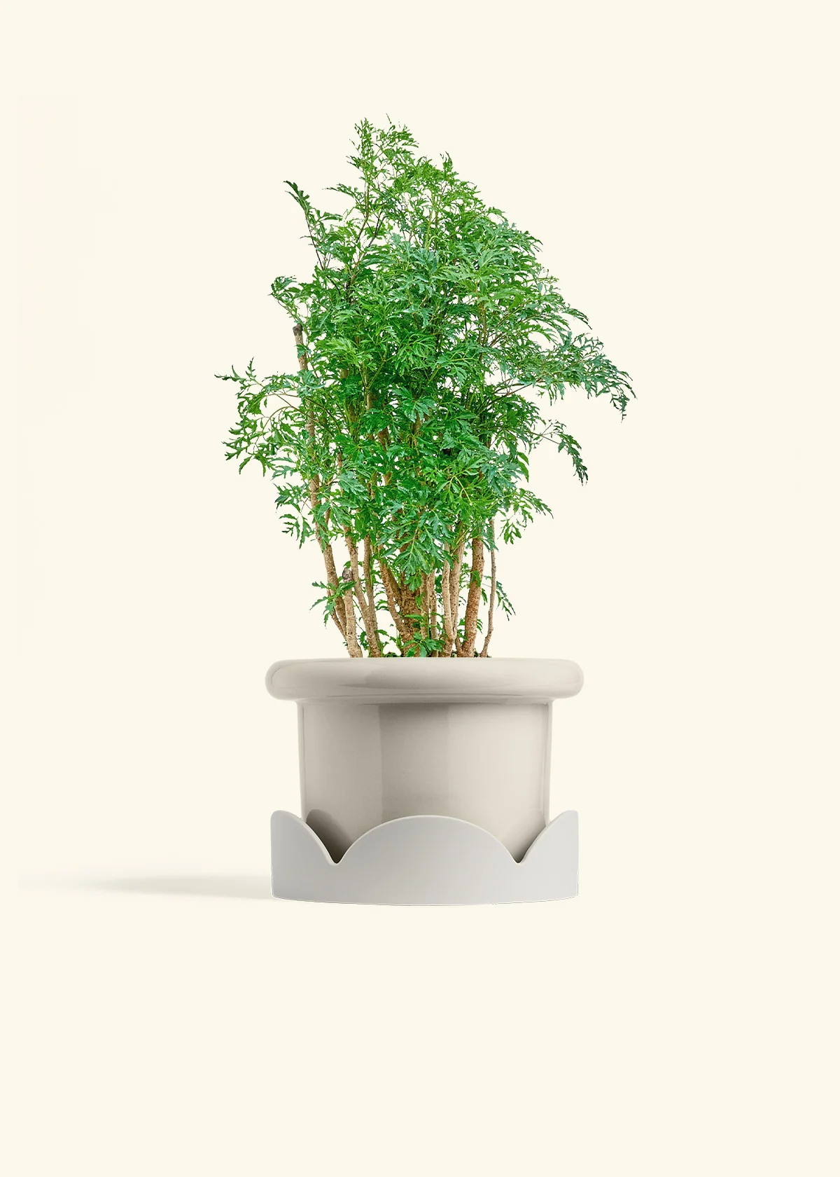 Ming Aralia - Image 18