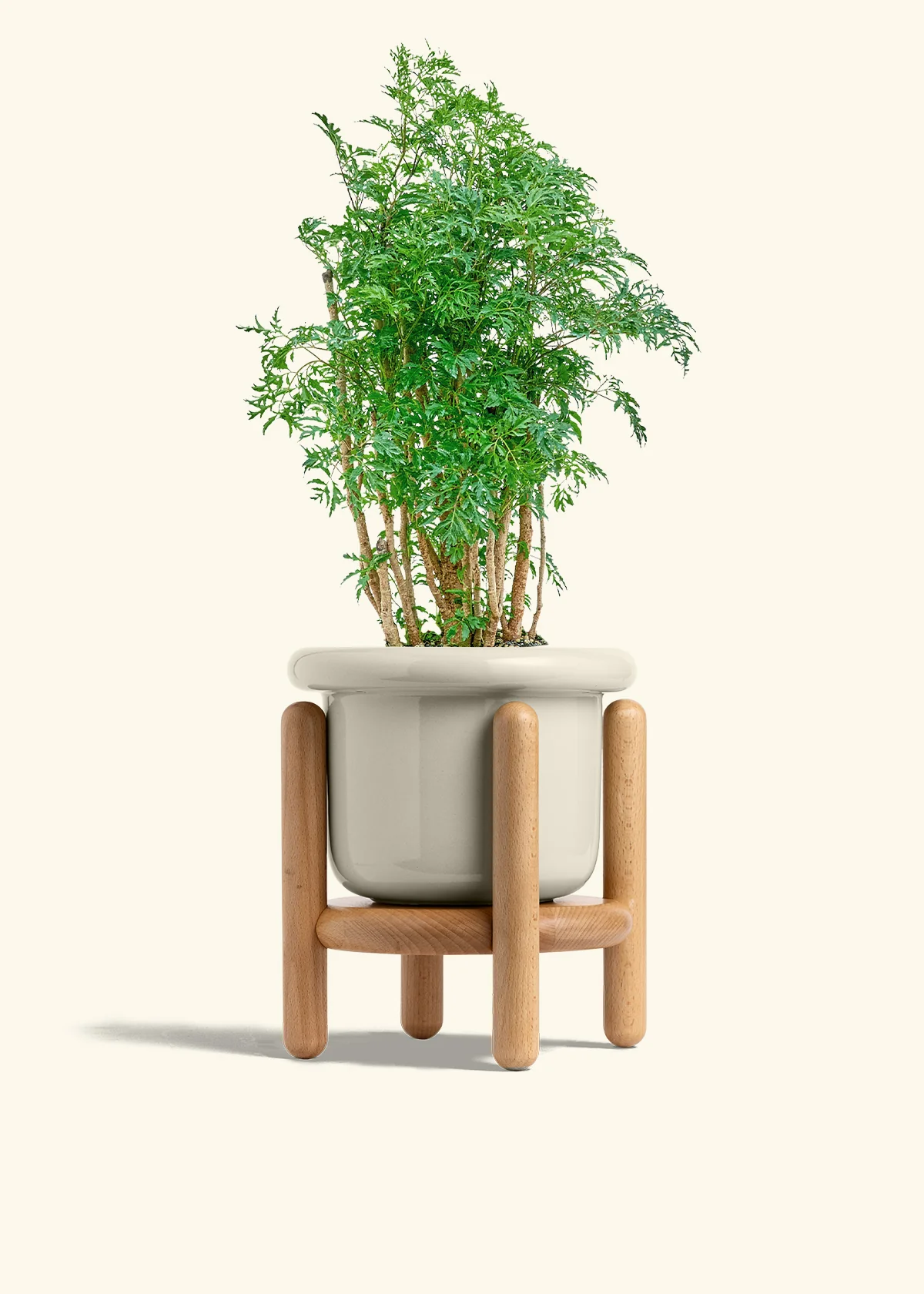 Ming Aralia - Image 19