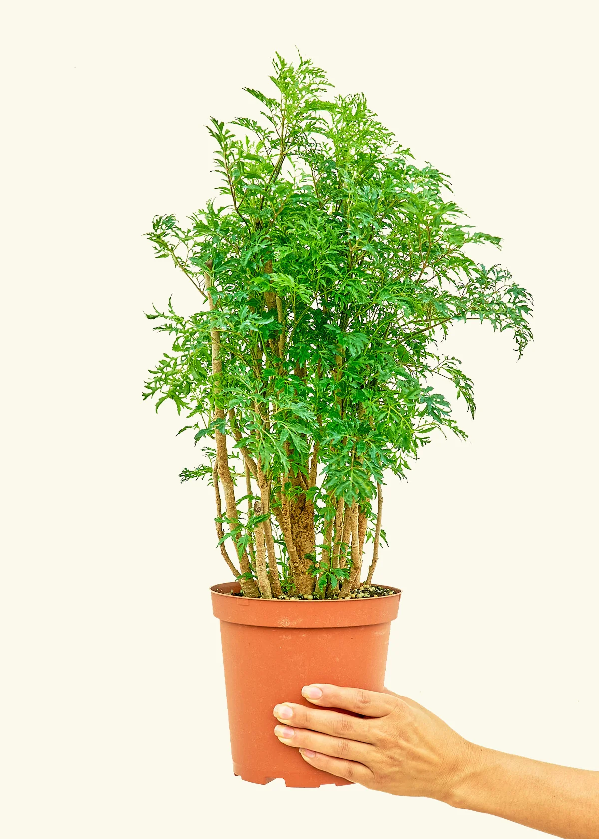 Ming Aralia - Image 2