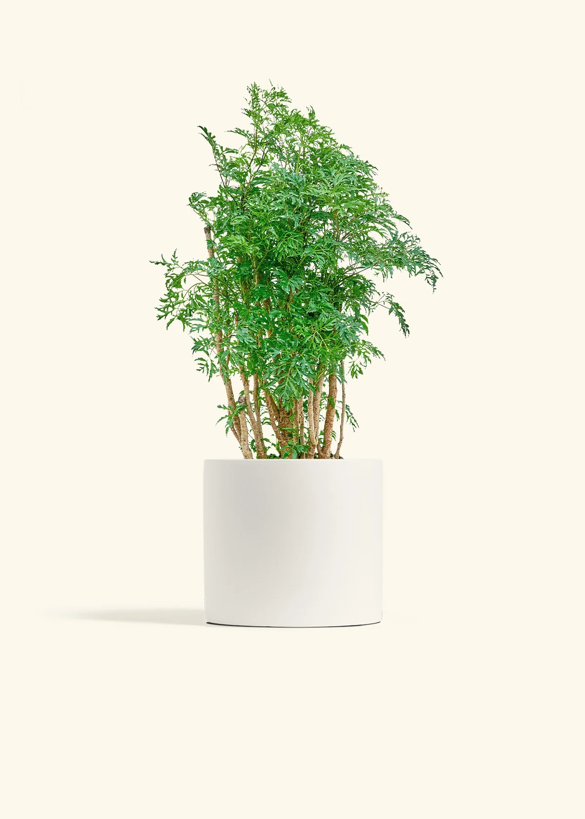 Ming Aralia - Image 20