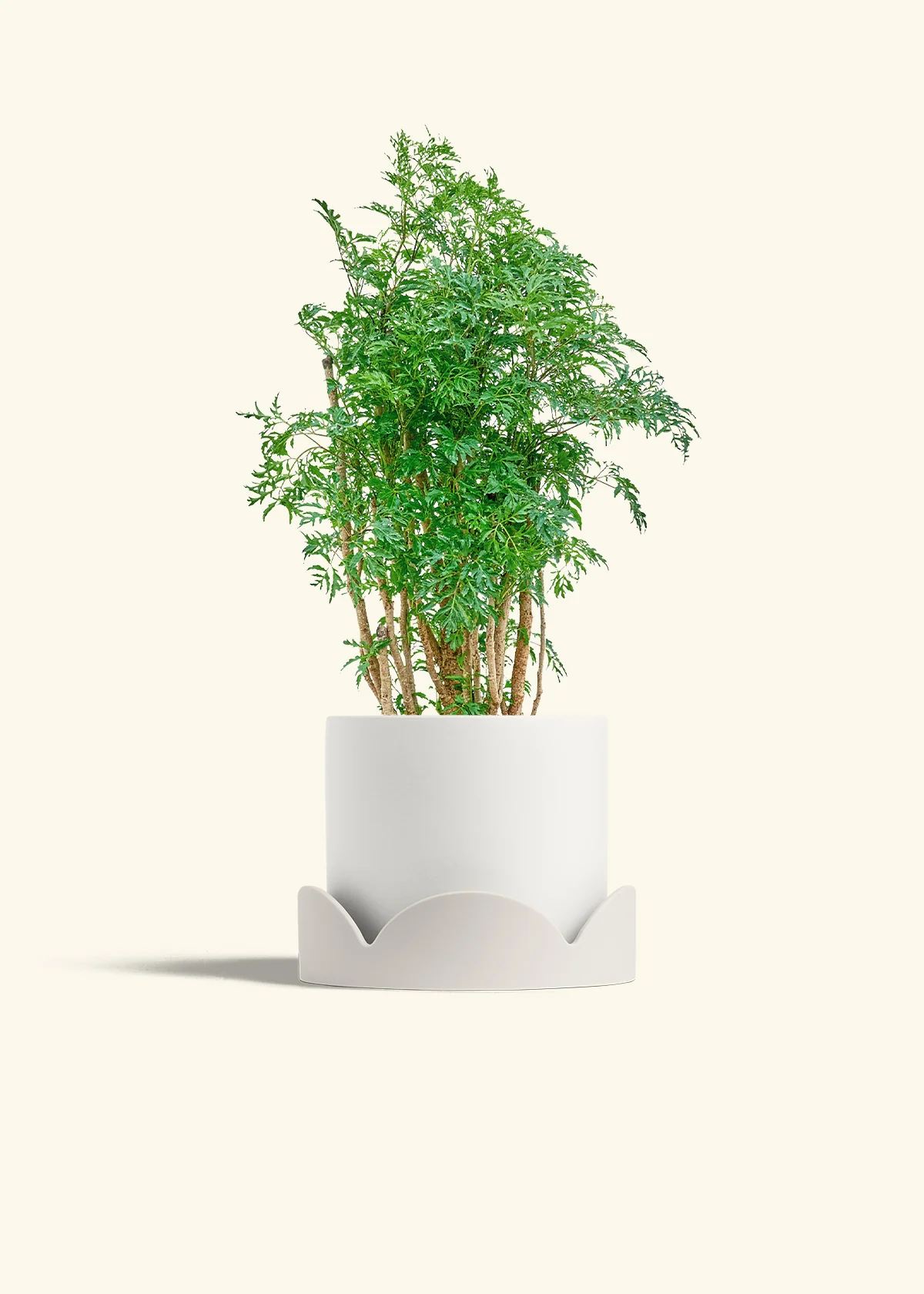 Ming Aralia - Image 22
