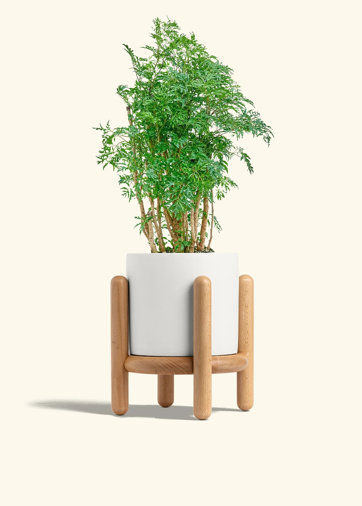 Ming Aralia - Image 23