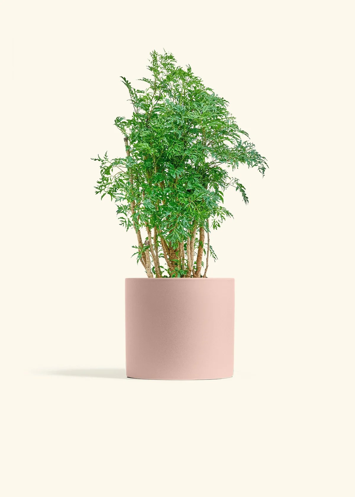 Ming Aralia - Image 24