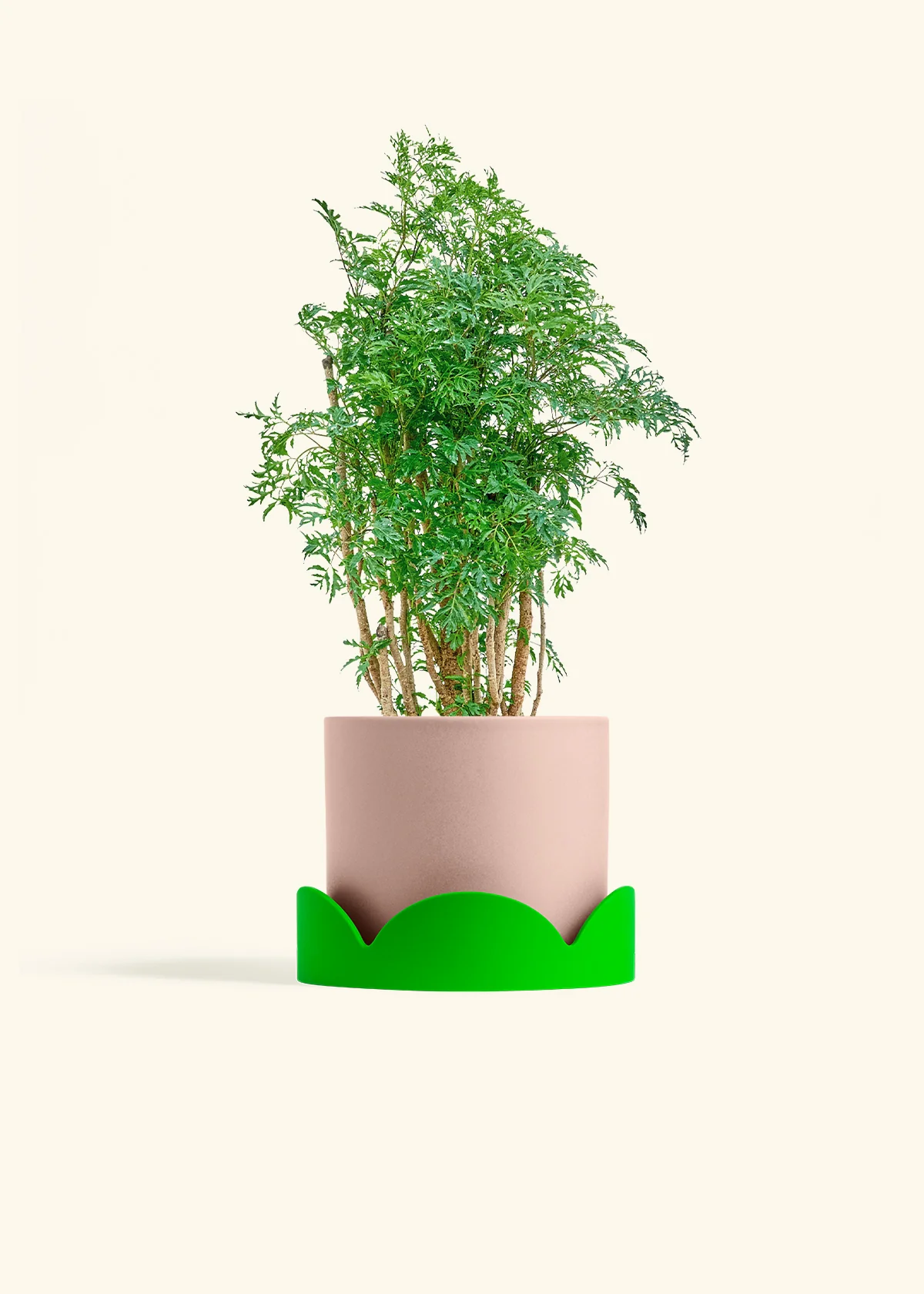 Ming Aralia - Image 25