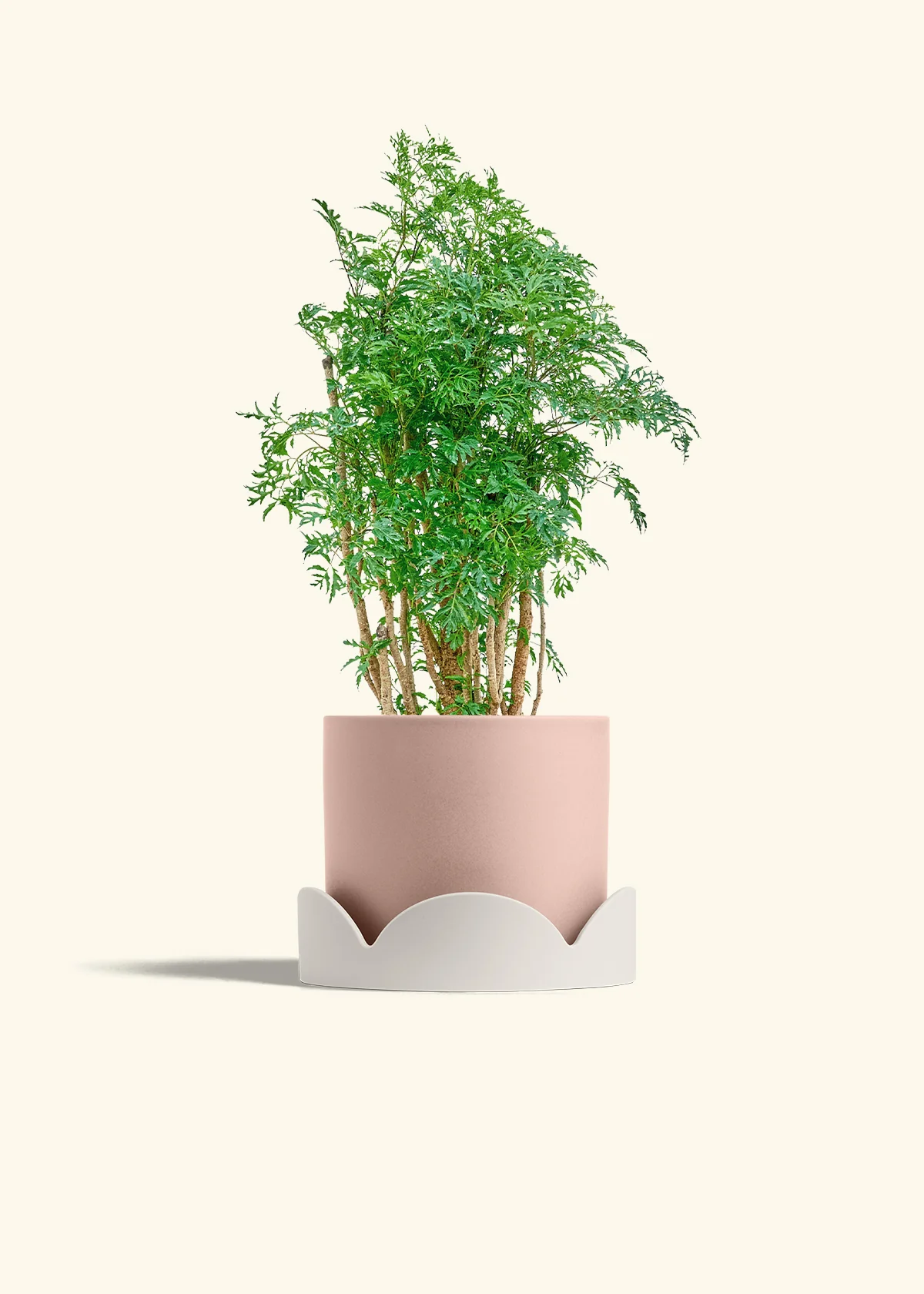 Ming Aralia - Image 26