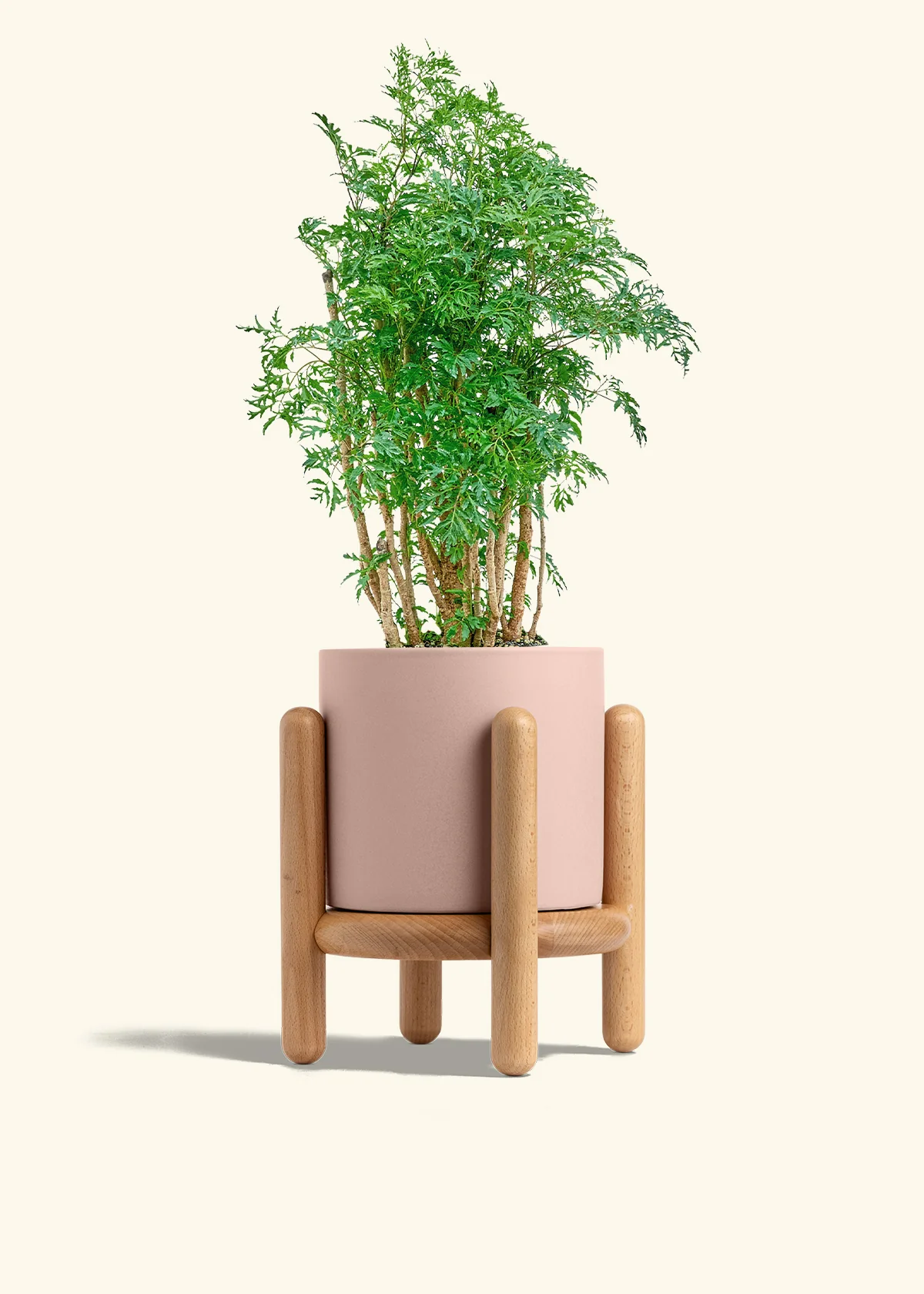 Ming Aralia - Image 27