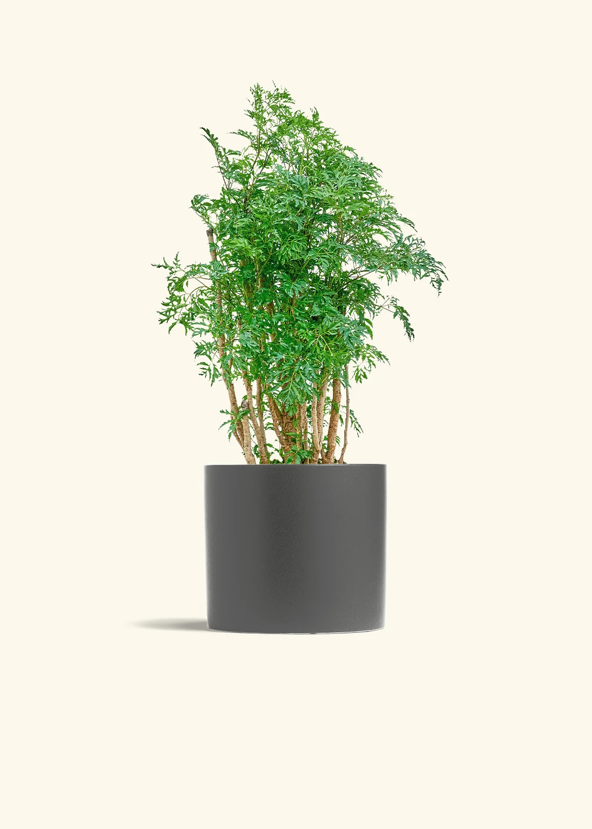Ming Aralia - Image 28