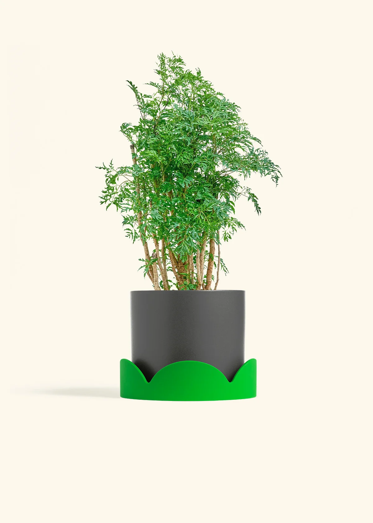 Ming Aralia - Image 29