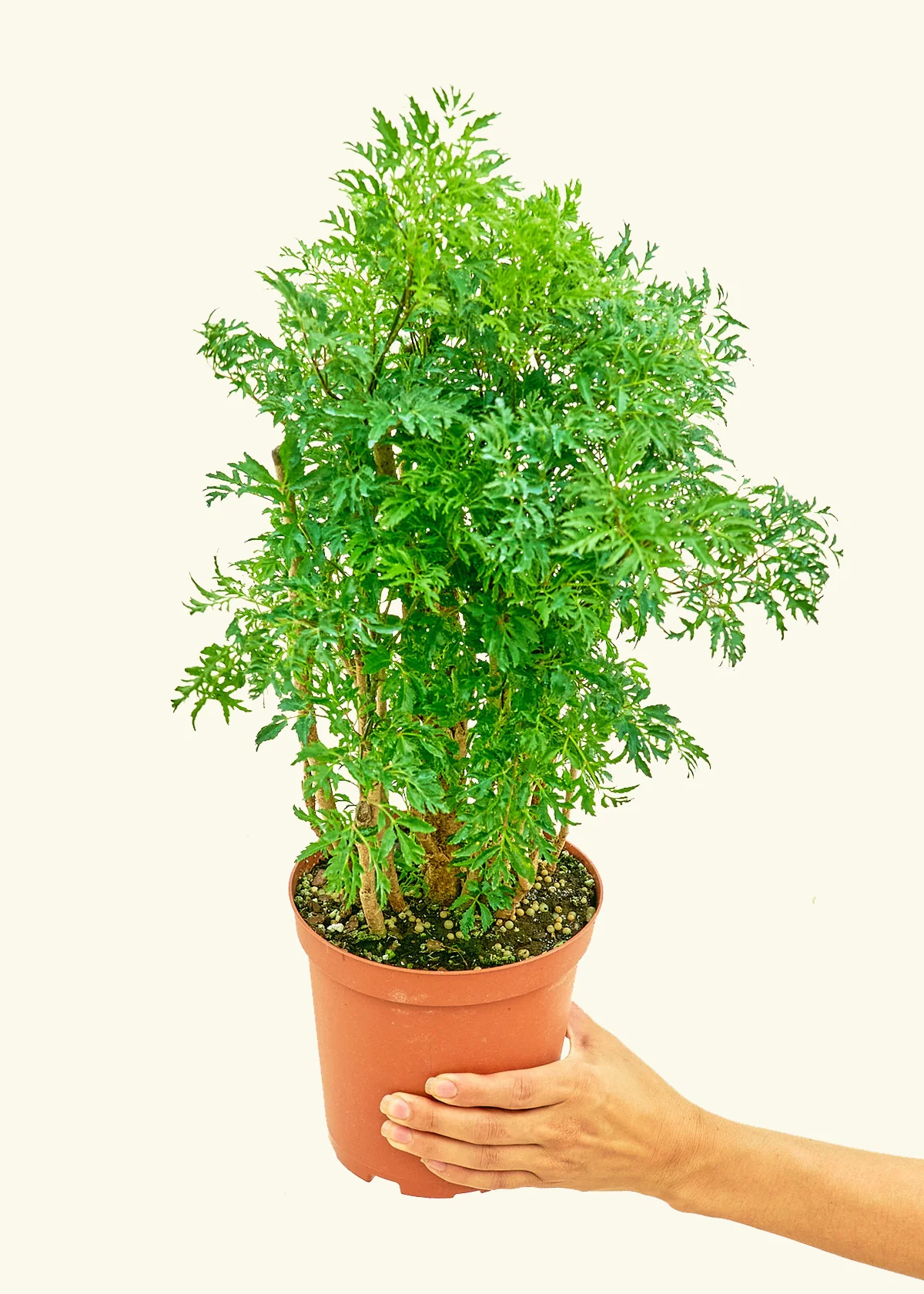 Ming Aralia - Image 3