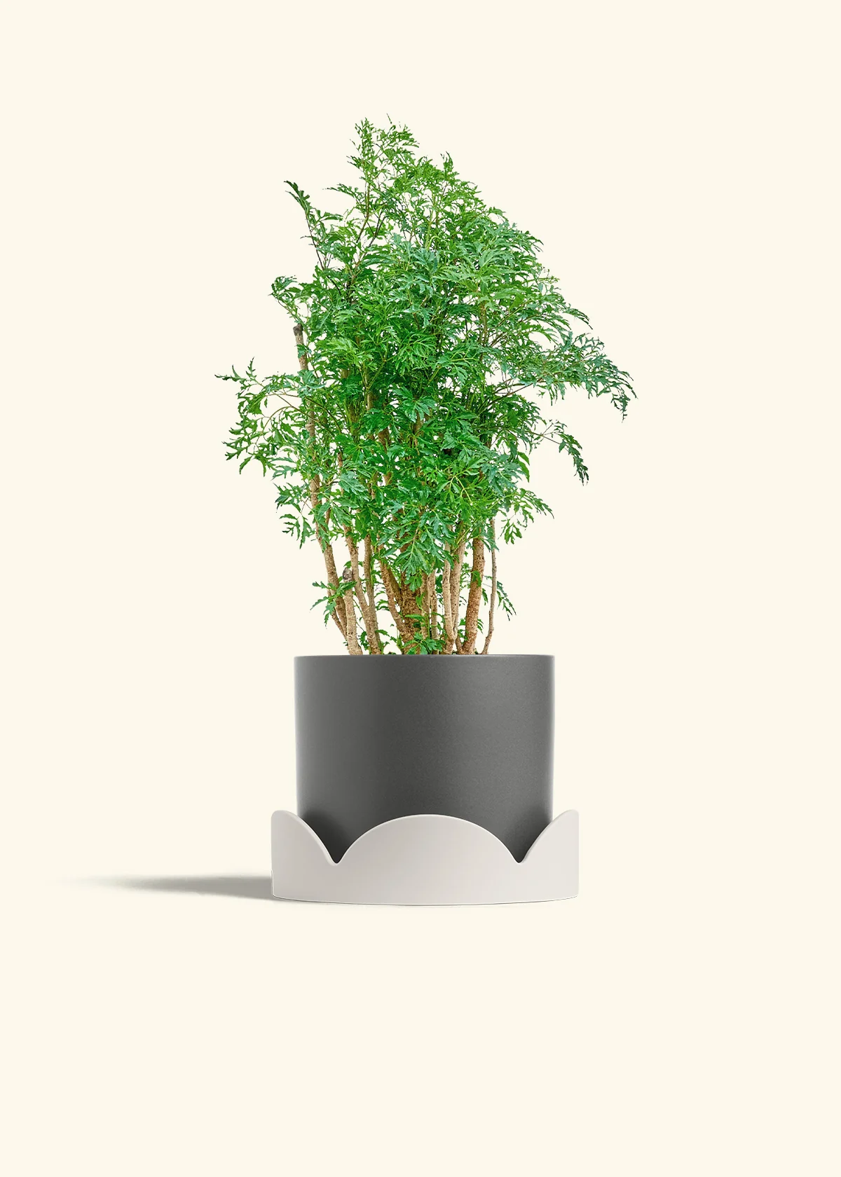Ming Aralia - Image 30