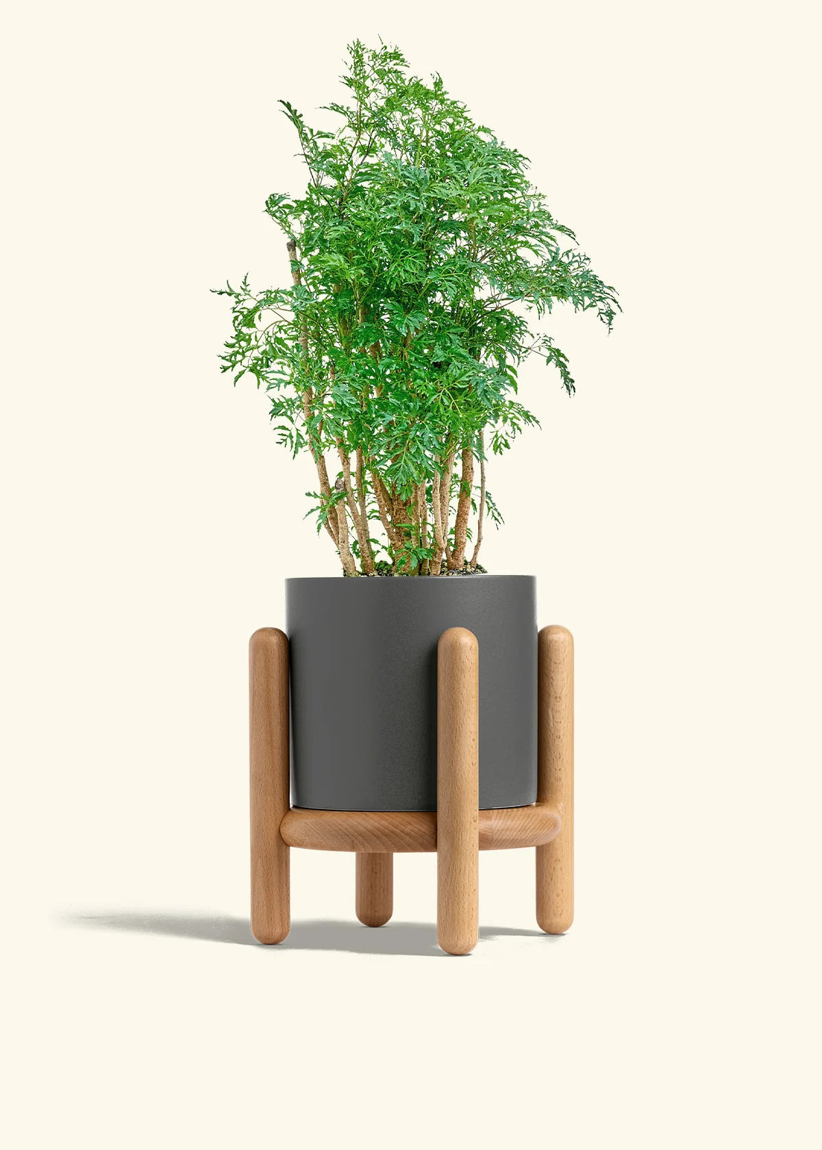 Ming Aralia - Image 31