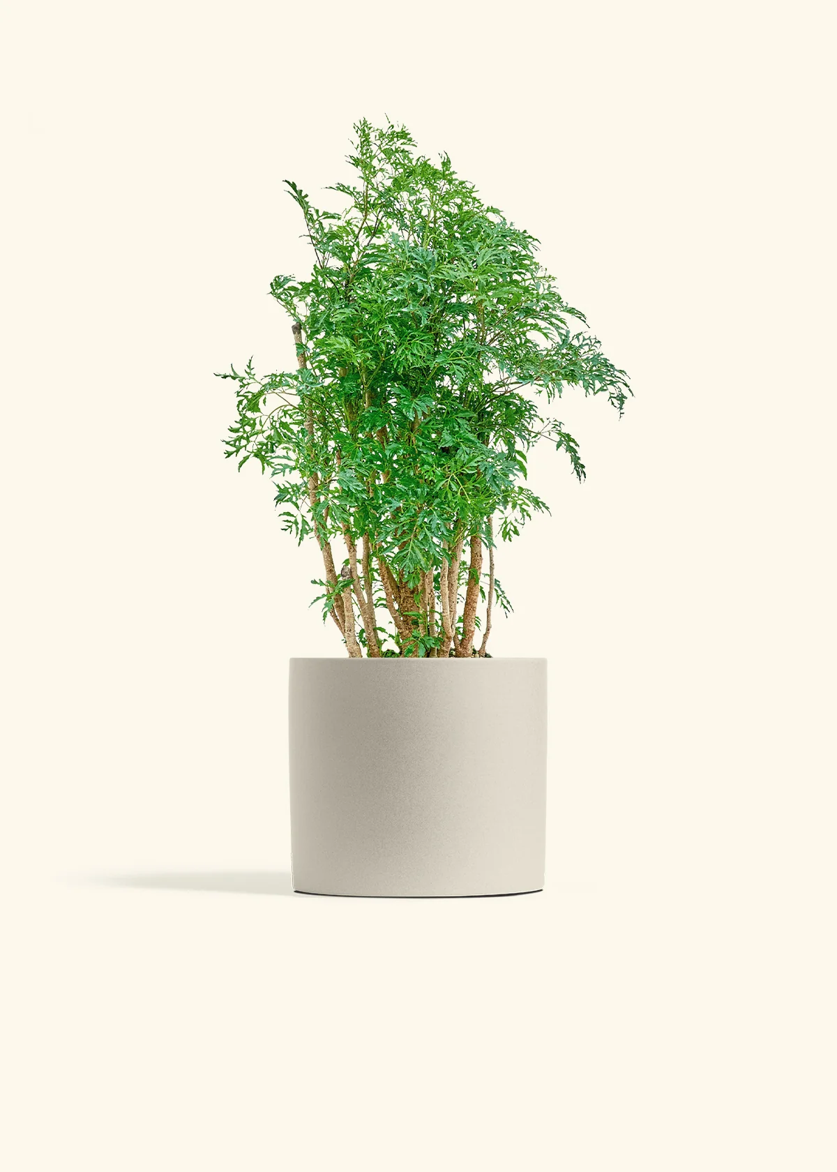Ming Aralia - Image 32