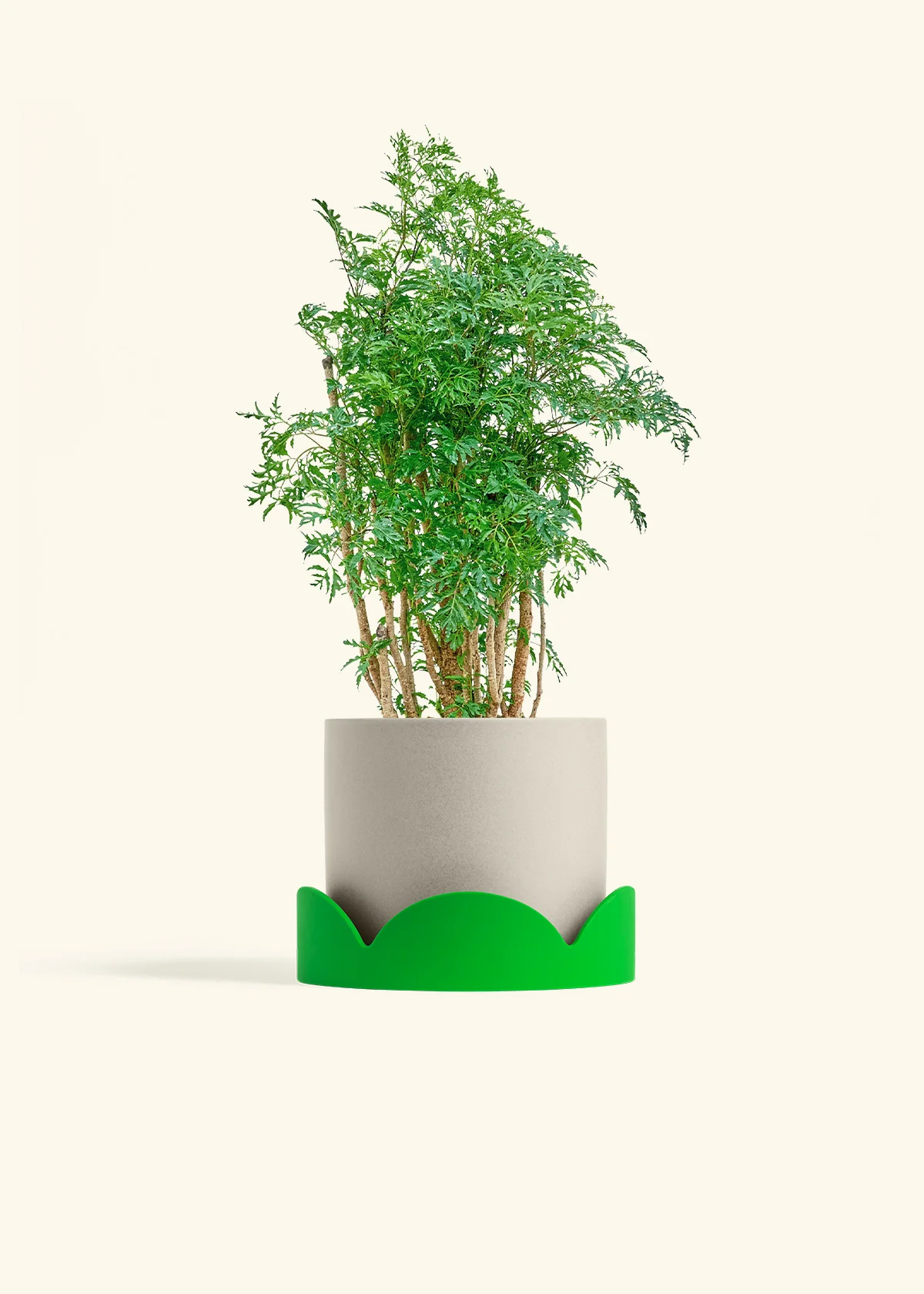 Ming Aralia - Image 33