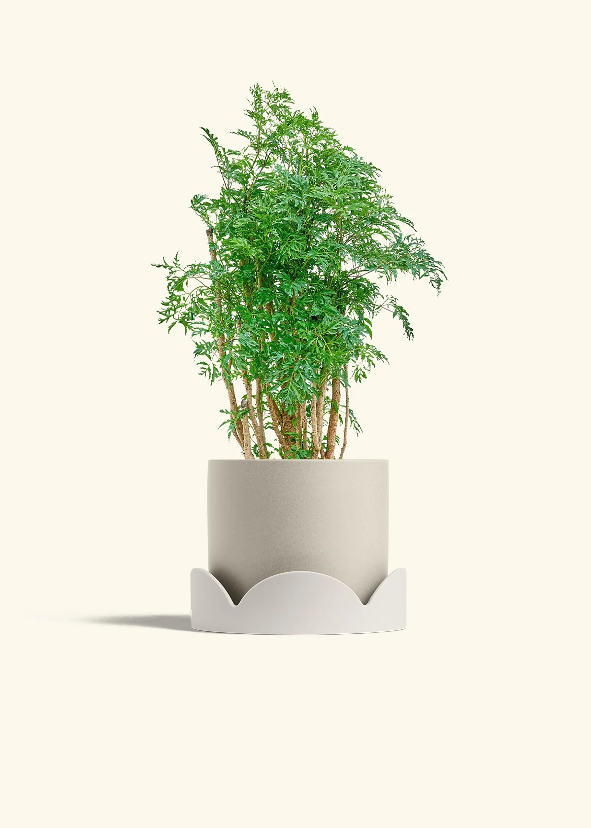 Ming Aralia - Image 34