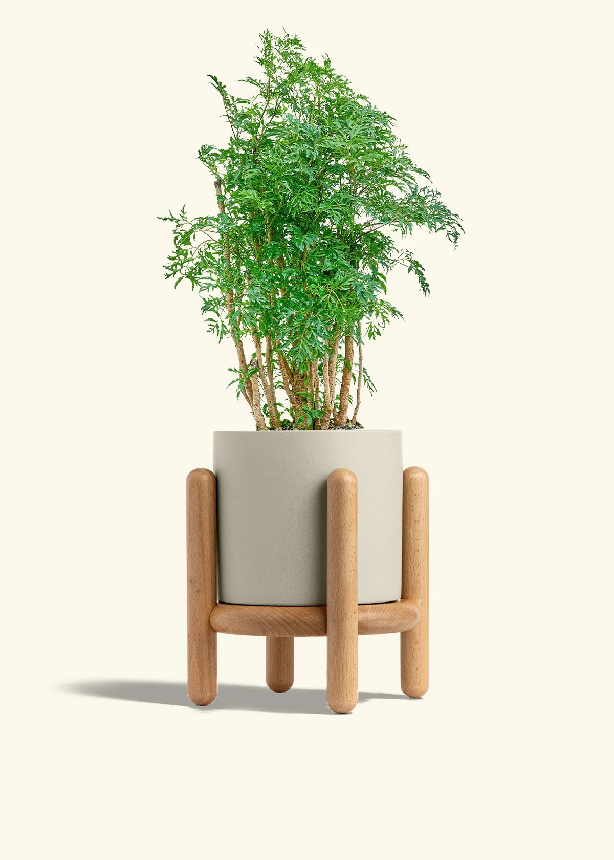 Ming Aralia - Image 35