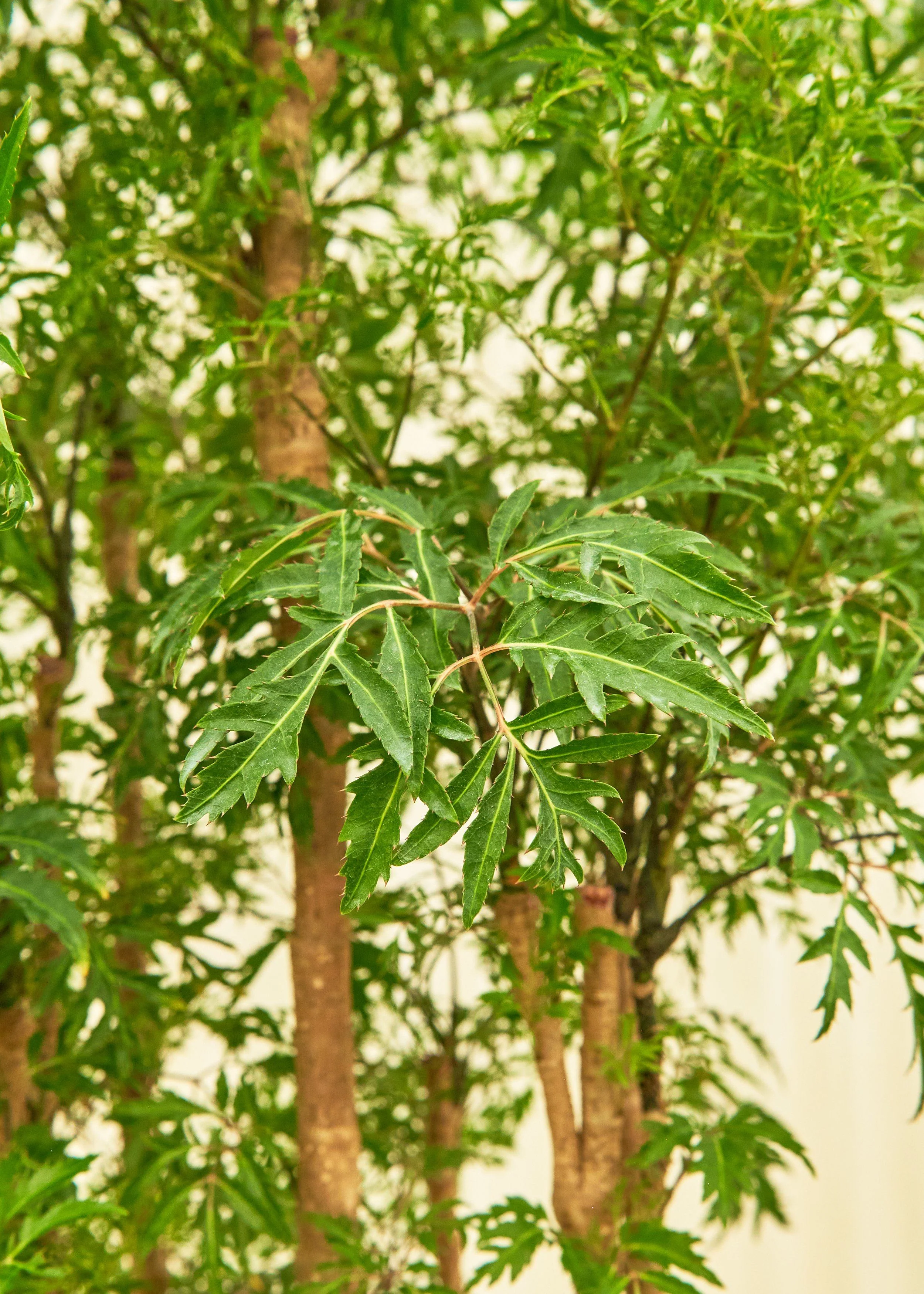 Ming Aralia - Image 36