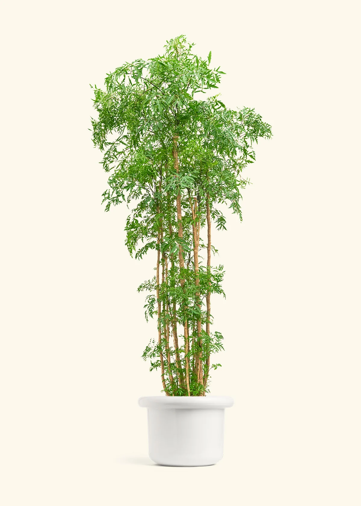 Ming Aralia - Image 37