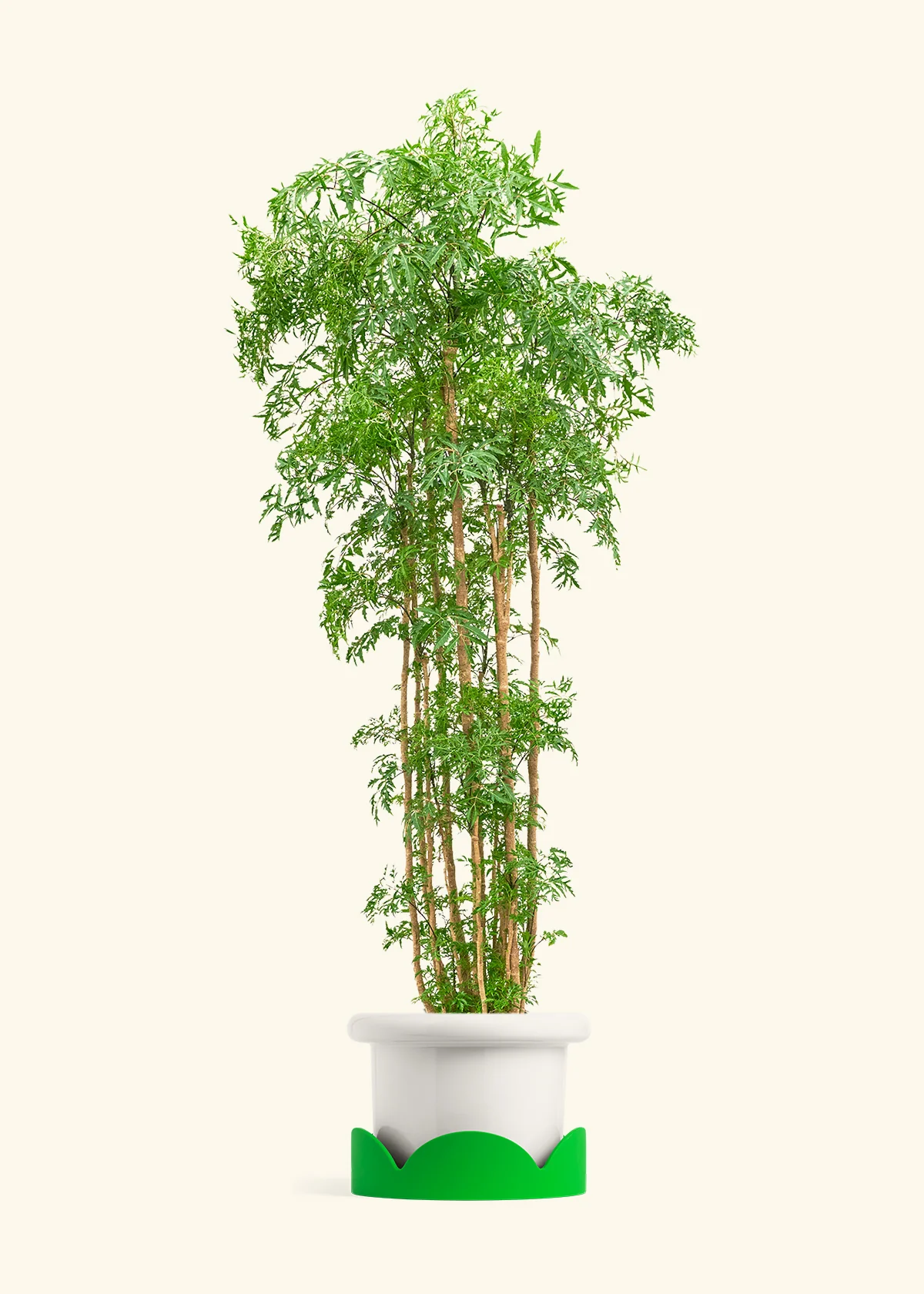Ming Aralia - Image 38