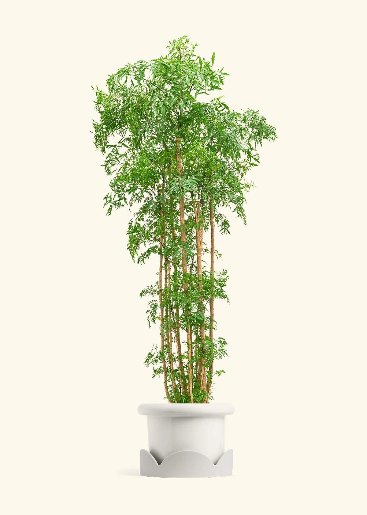 Ming Aralia - Image 39