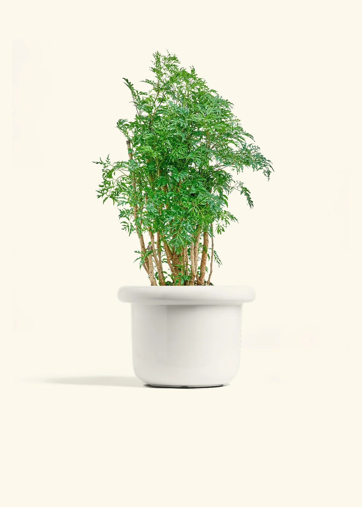 Ming Aralia - Image 4