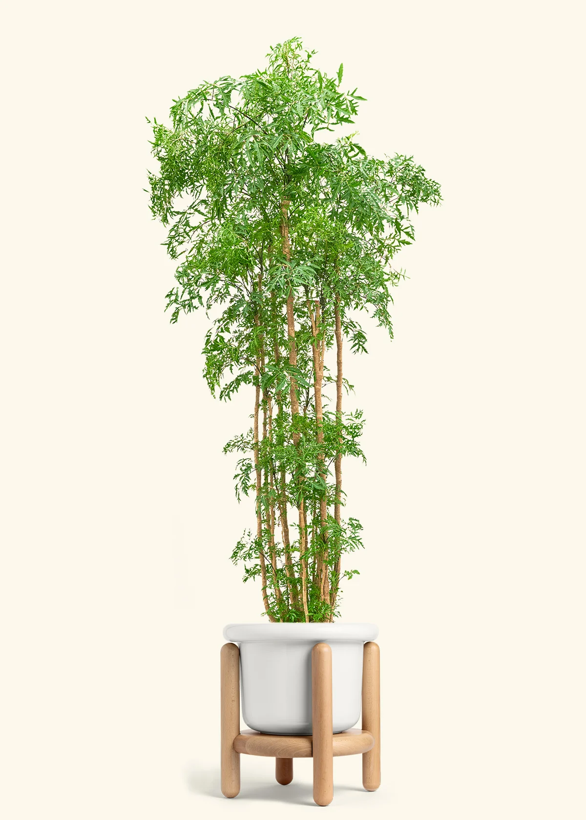 Ming Aralia - Image 40