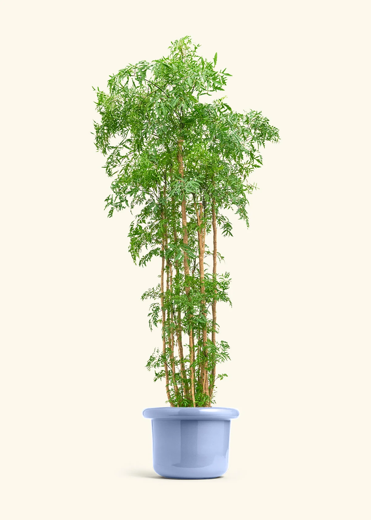 Ming Aralia - Image 41