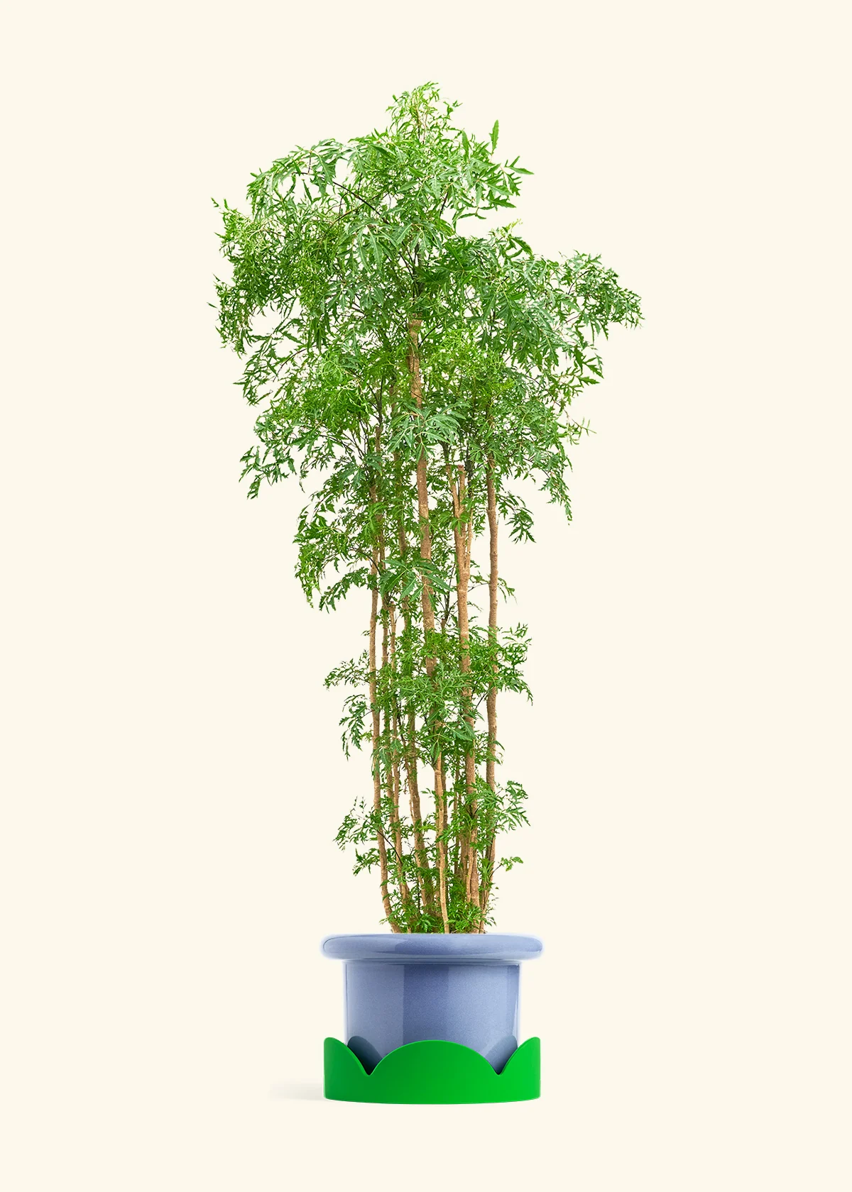 Ming Aralia - Image 42