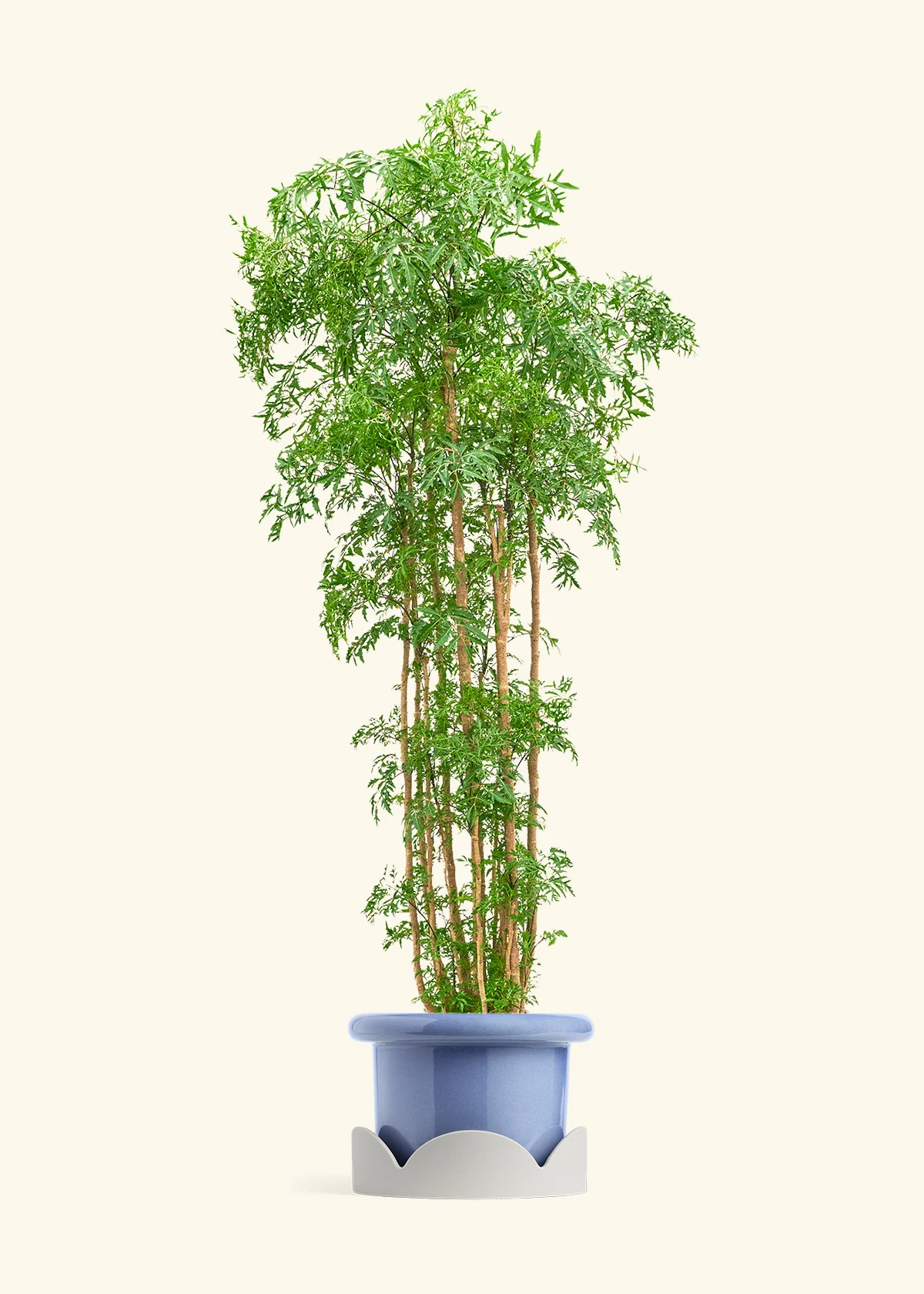 Ming Aralia - Image 43
