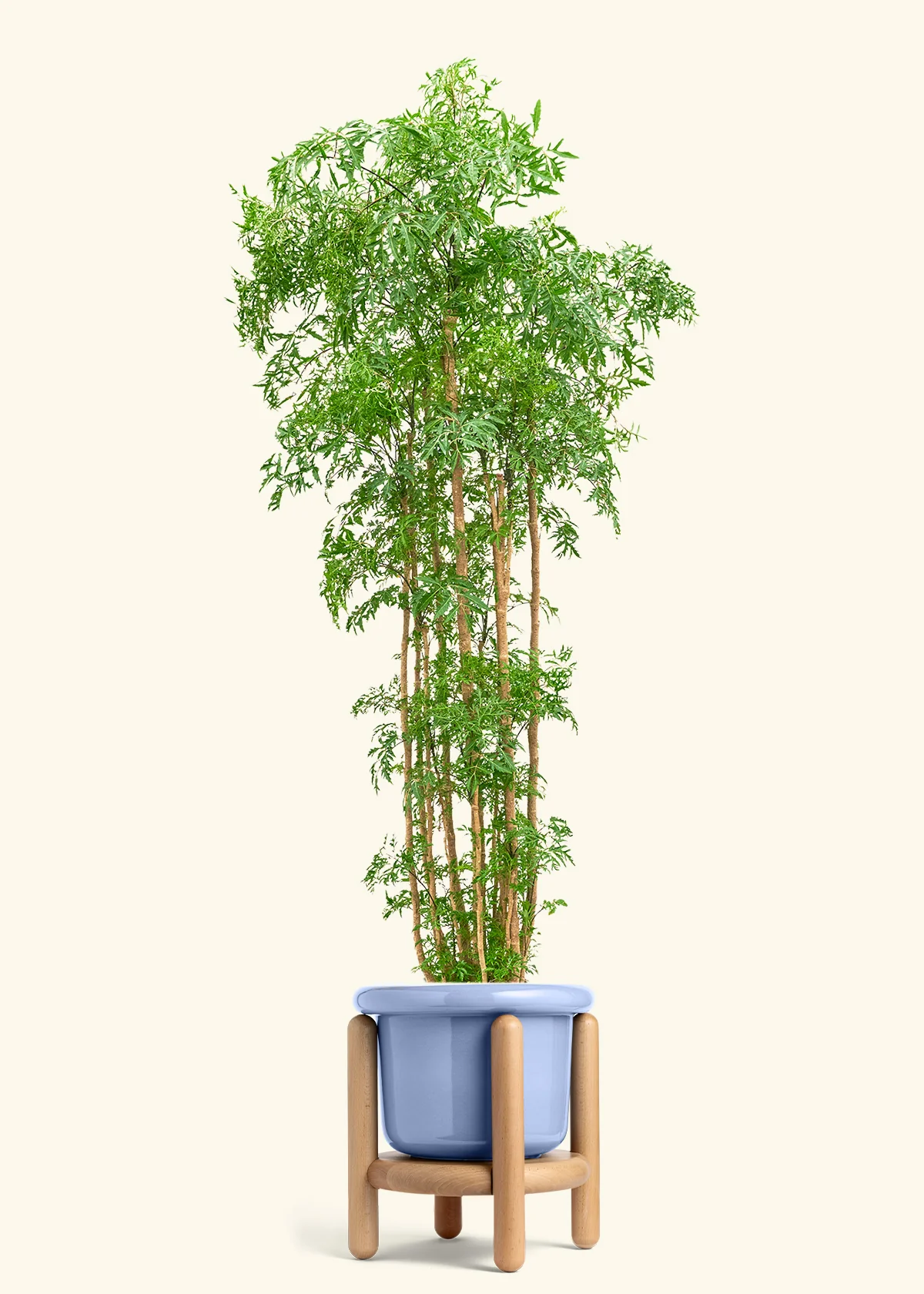 Ming Aralia - Image 44