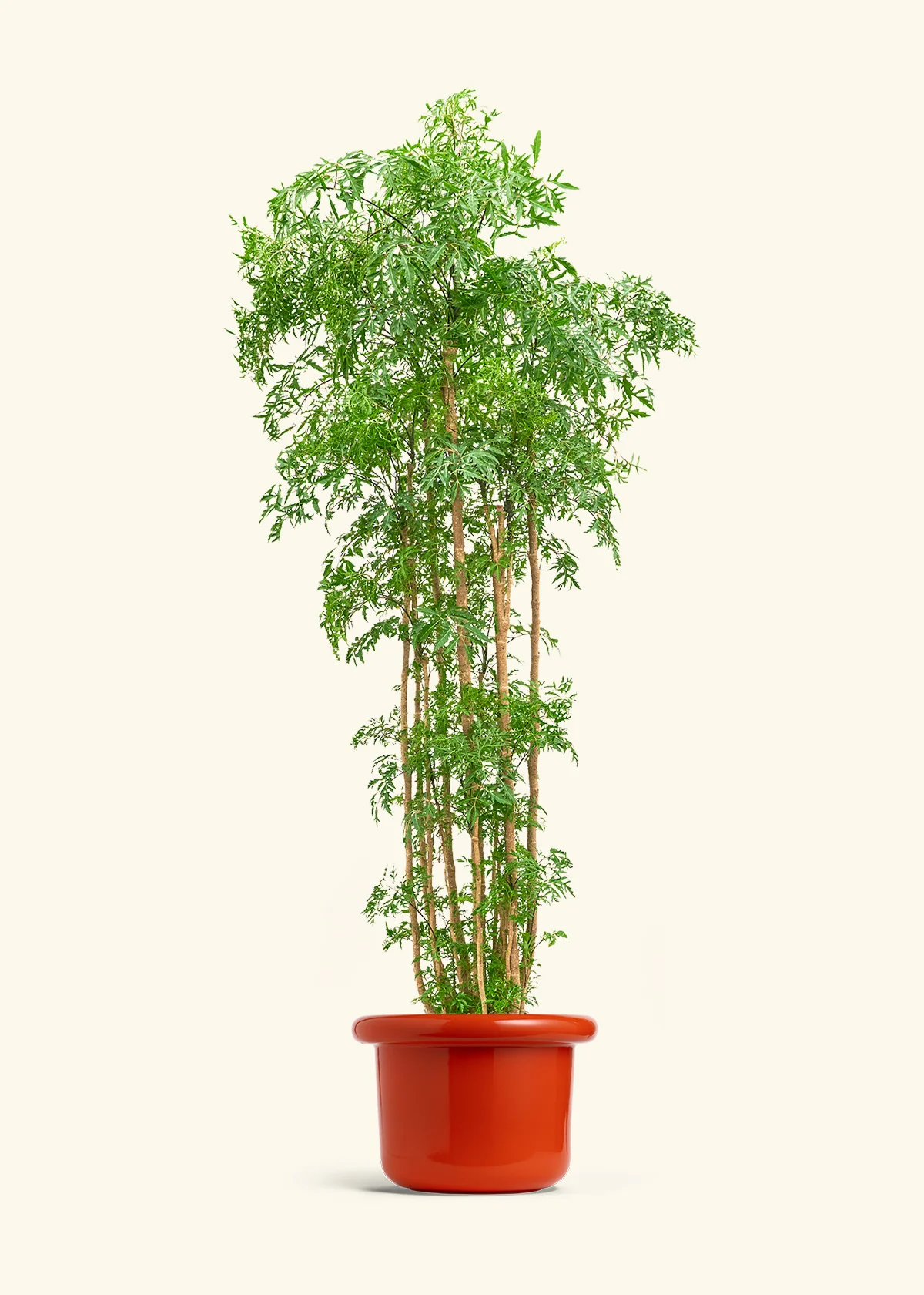 Ming Aralia - Image 45