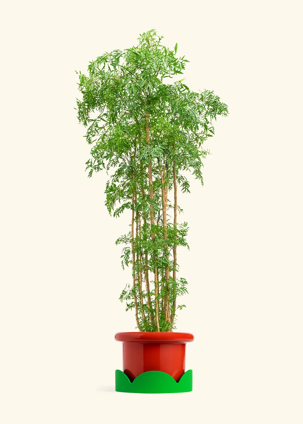 Ming Aralia - Image 46