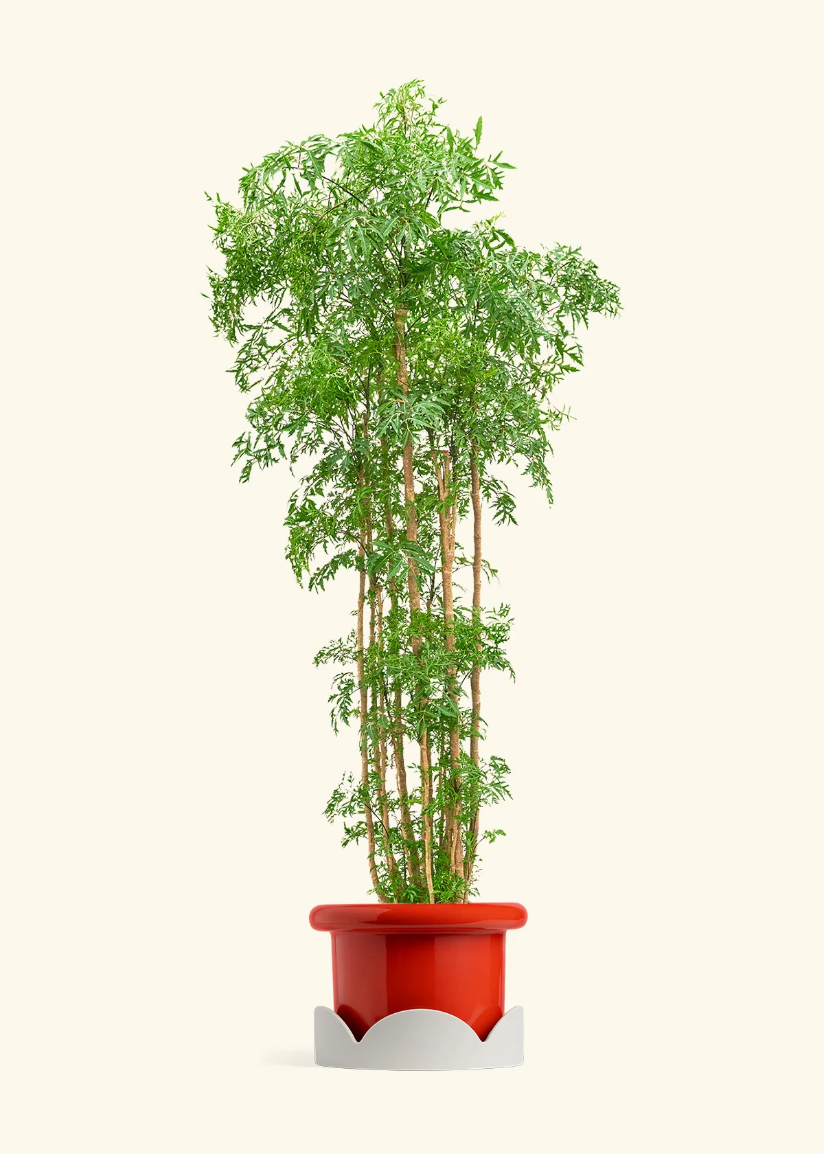 Ming Aralia - Image 47