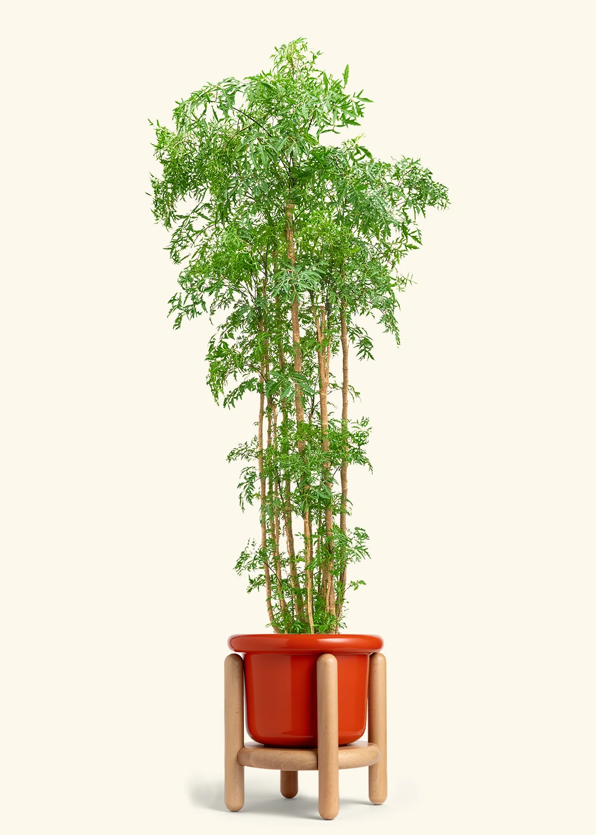 Ming Aralia - Image 48