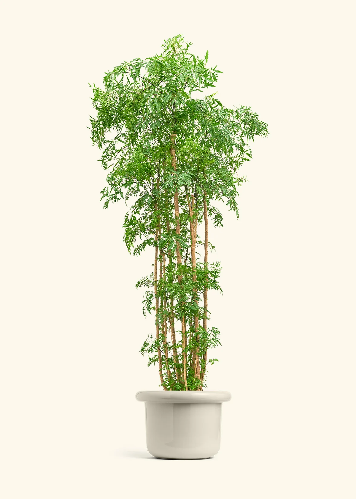 Ming Aralia - Image 49