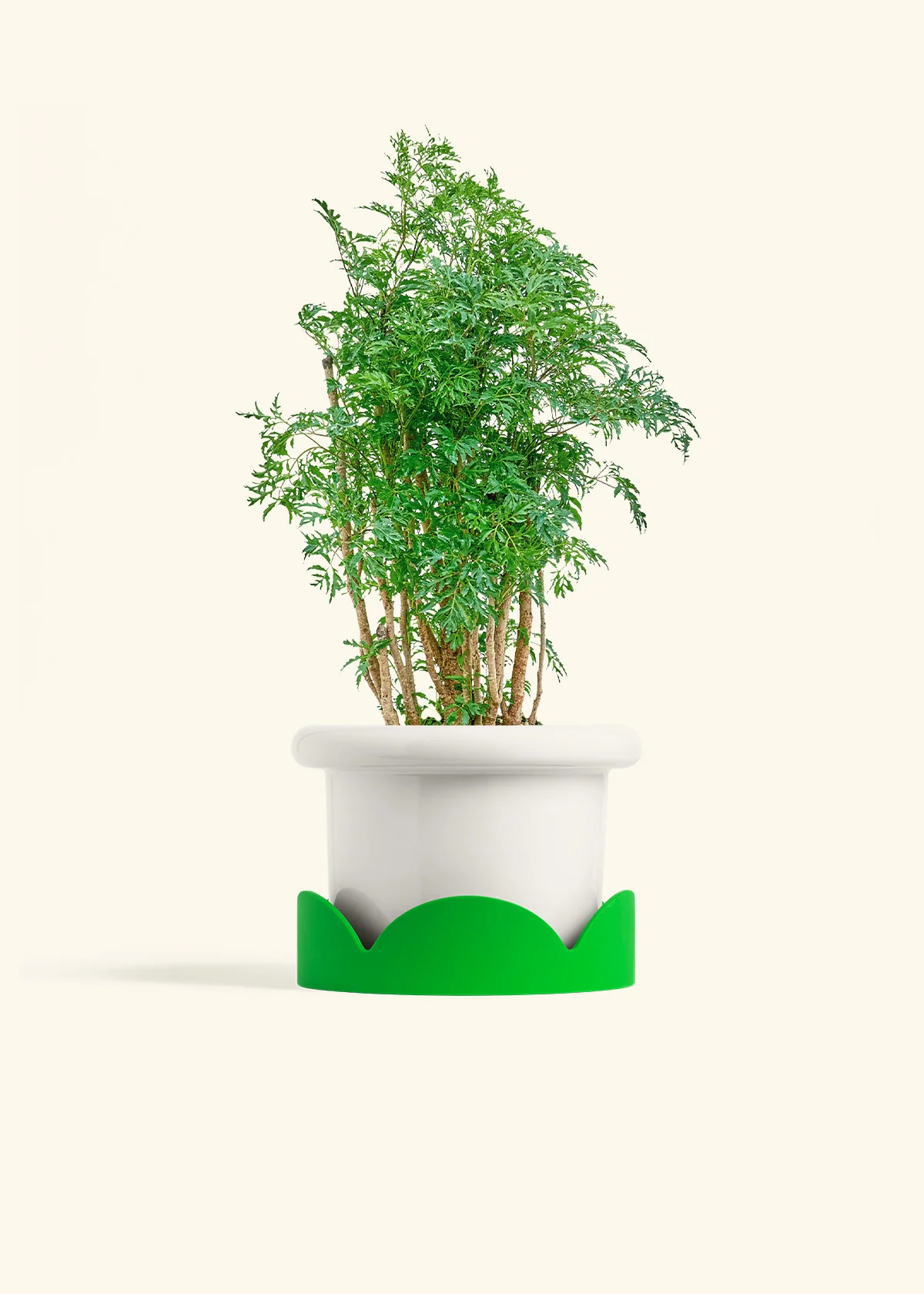 Ming Aralia - Image 5