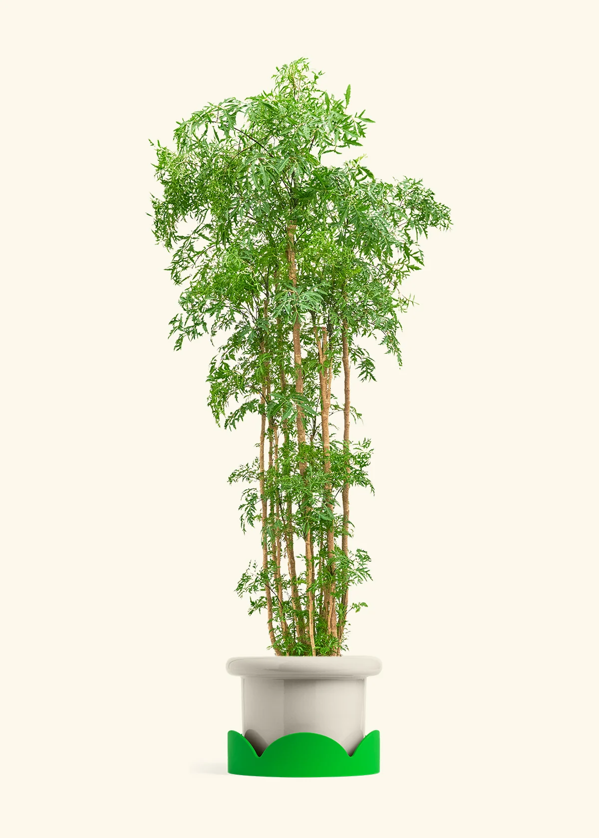 Ming Aralia - Image 50
