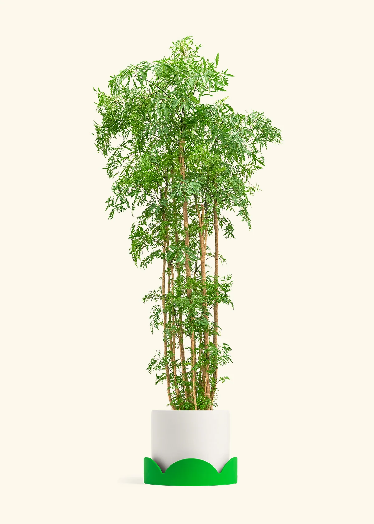 Ming Aralia - Image 53