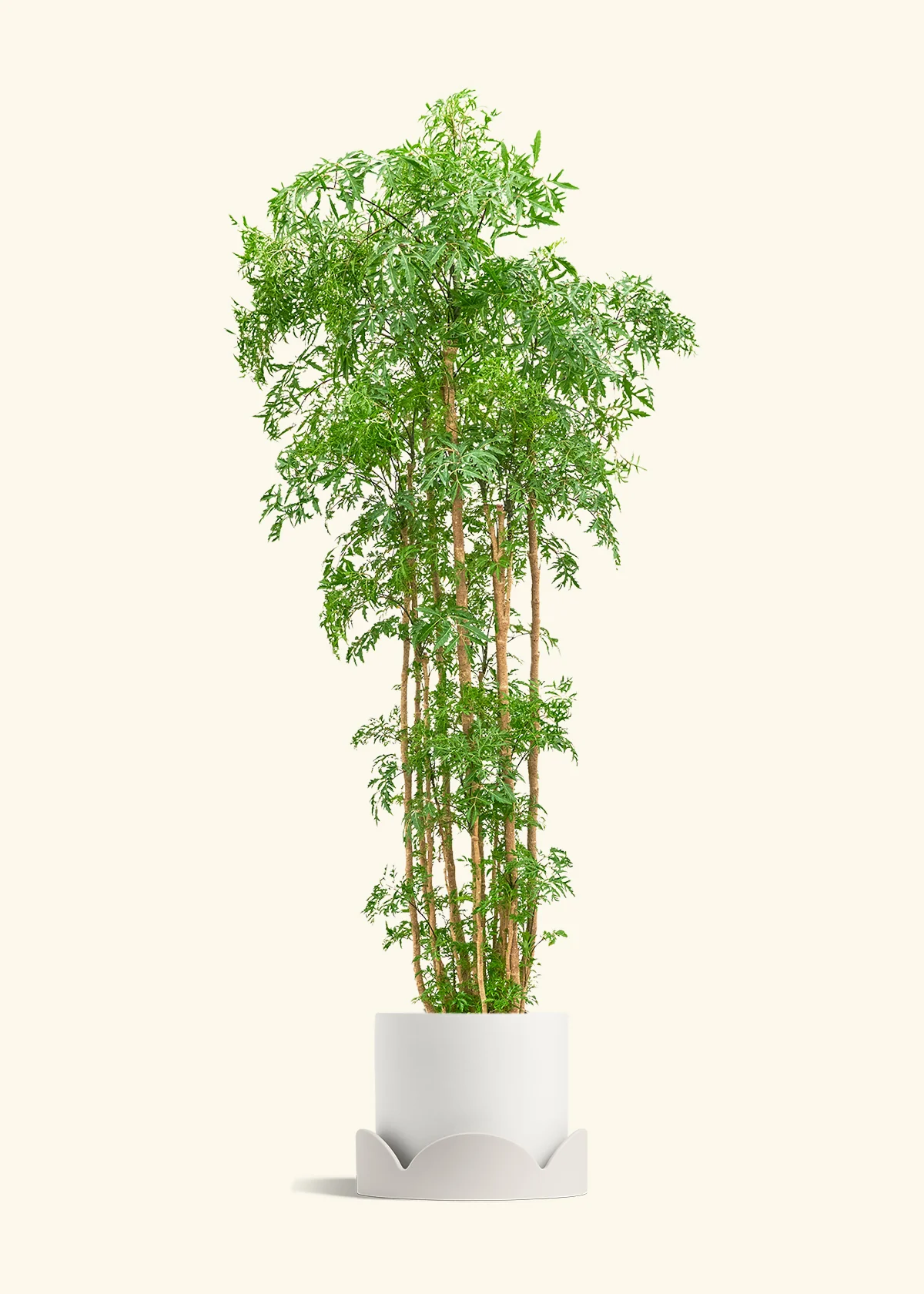 Ming Aralia - Image 54