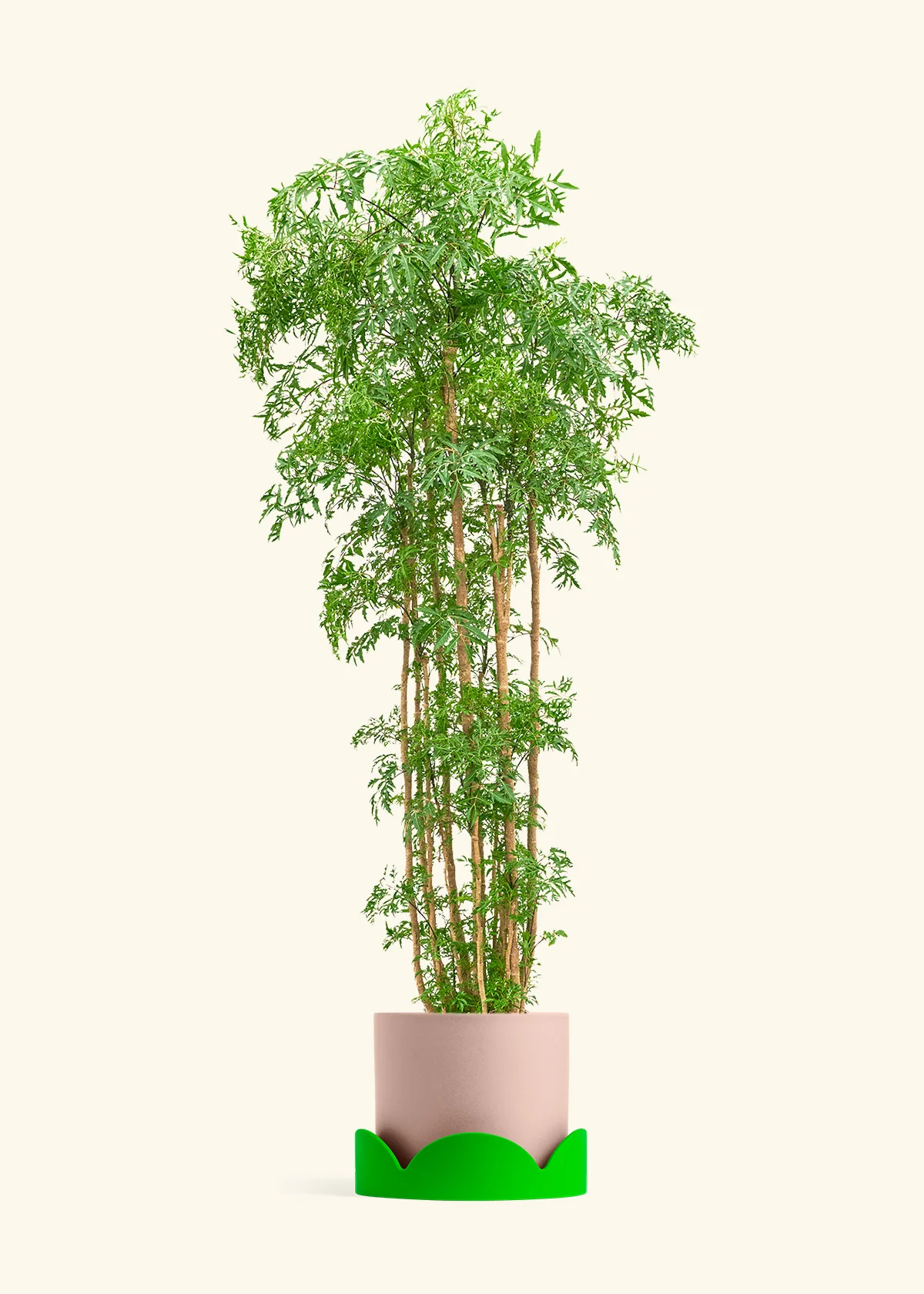 Ming Aralia - Image 56