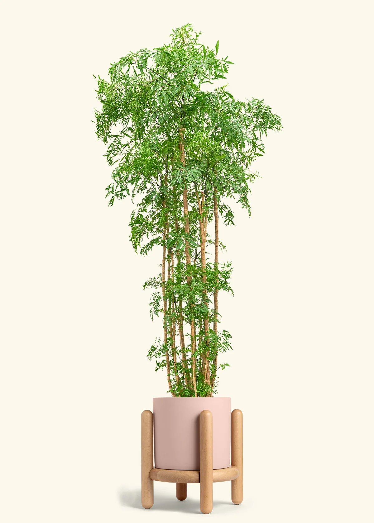 Ming Aralia - Image 58
