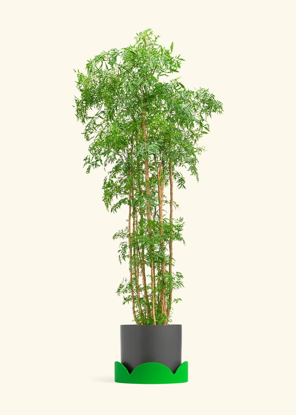 Ming Aralia - Image 59
