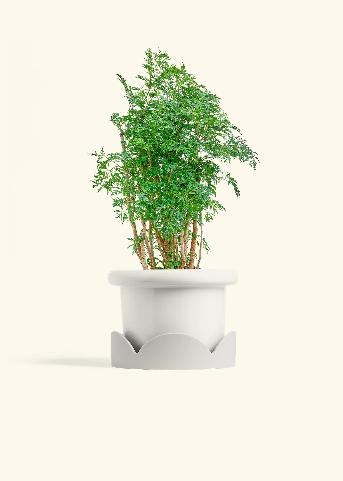 Ming Aralia - Image 6