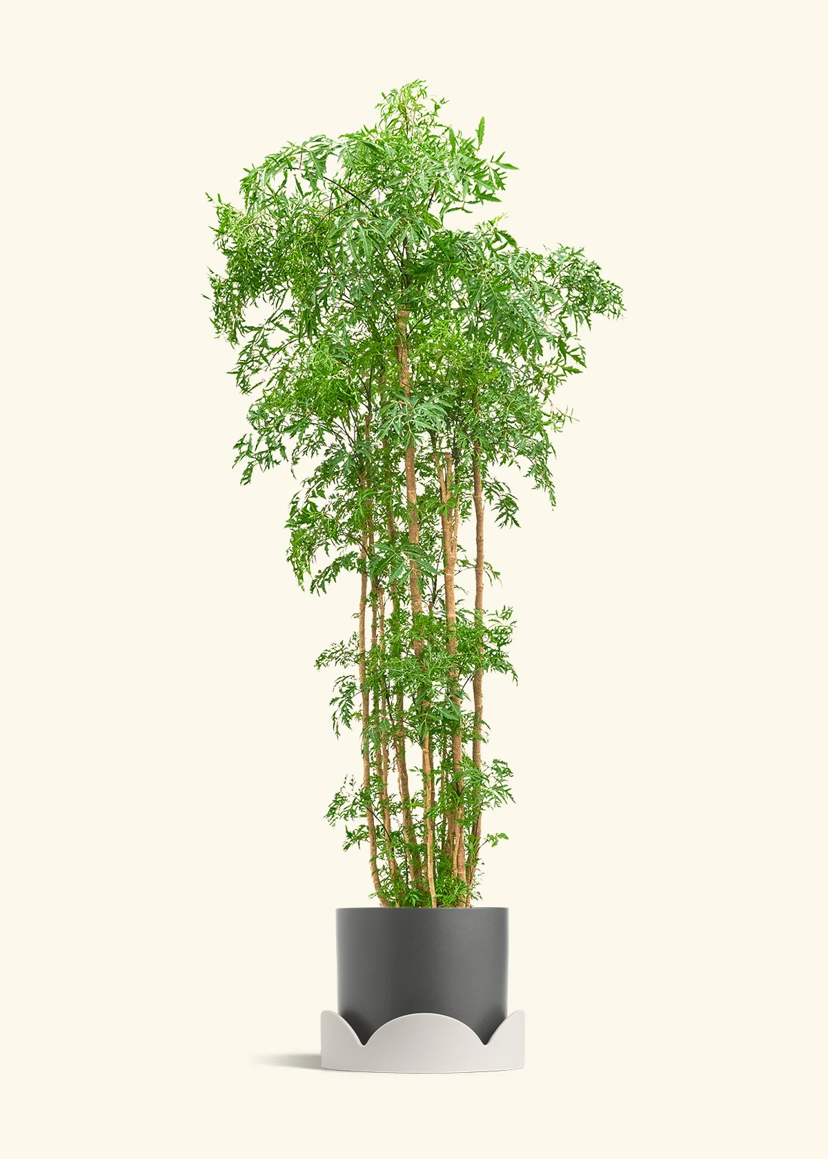 Ming Aralia - Image 60